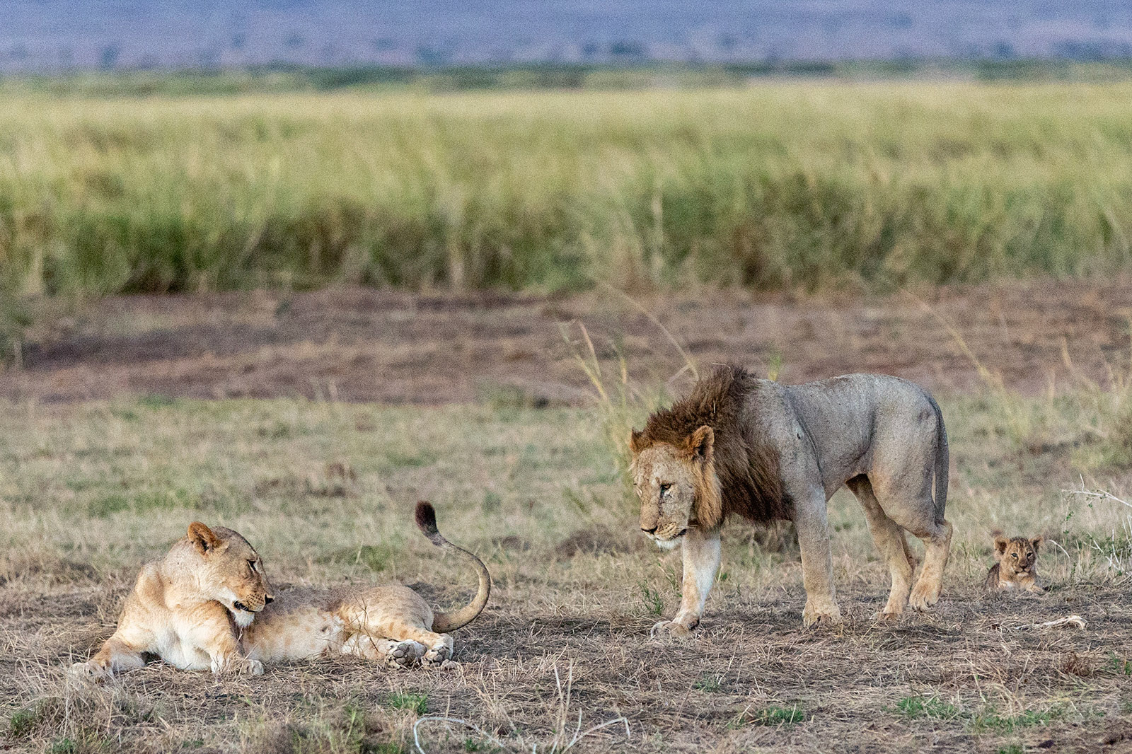 Amboseli, Kenya (2018)