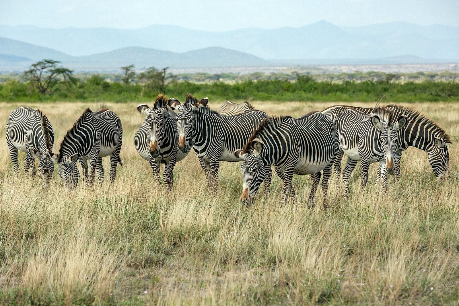 Samburu, Kenya (2018)
