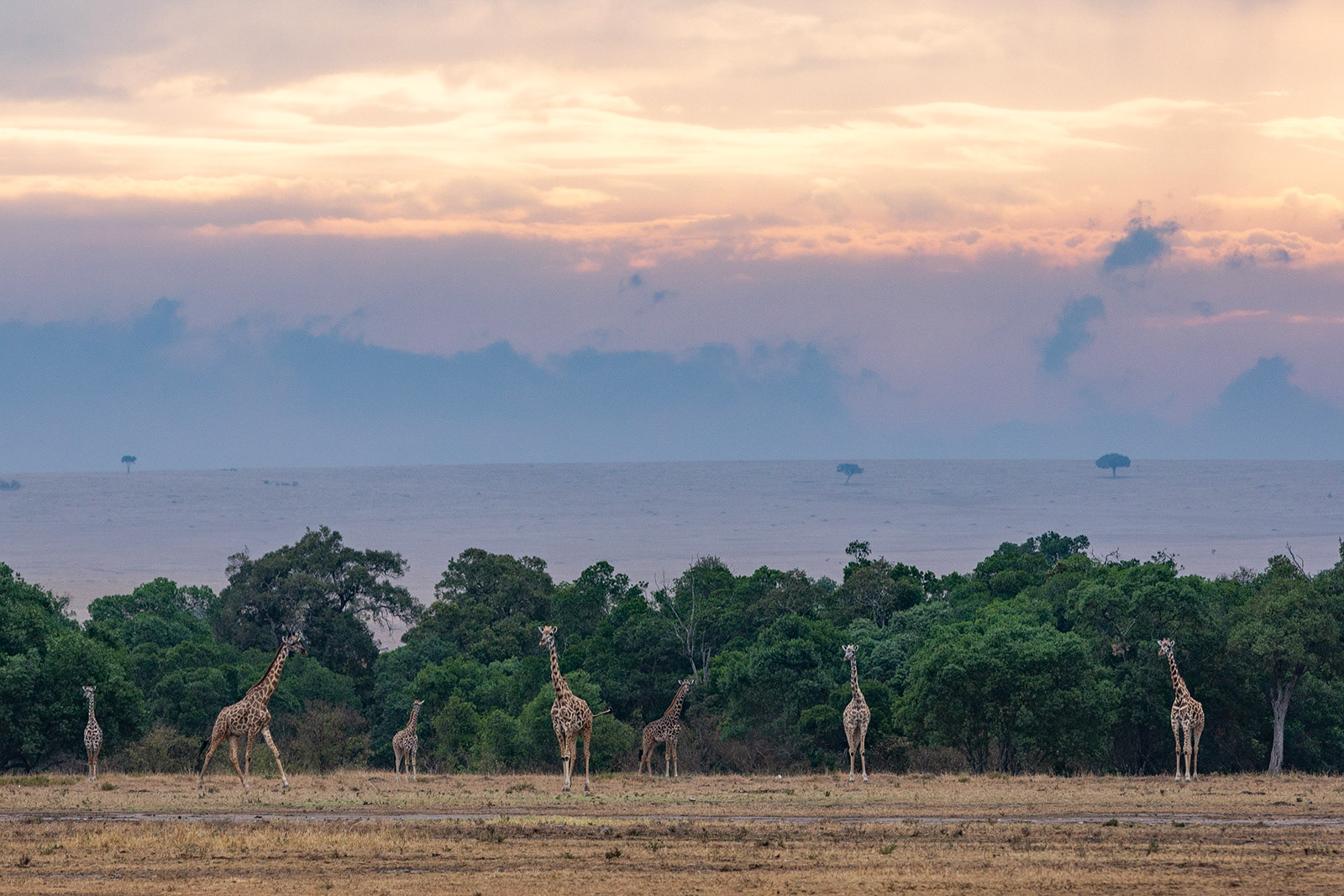 Masai Mara, Kenya (2018)