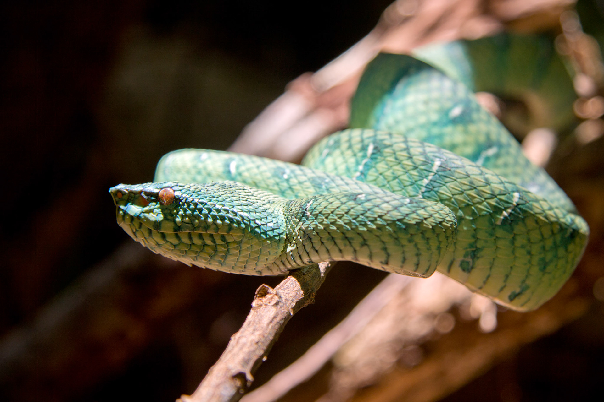 Borneo, Malaysia (2009)