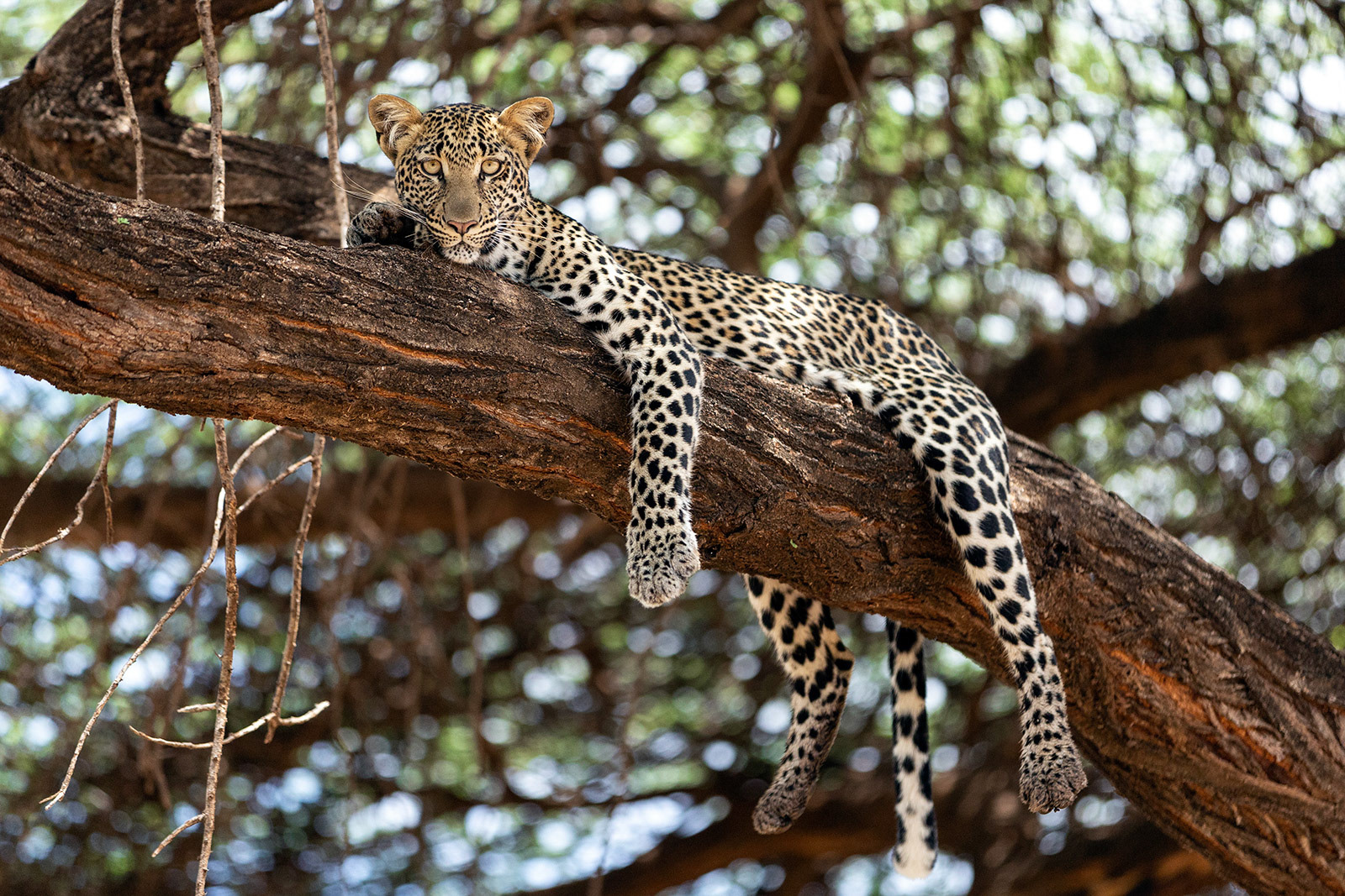 Samburu, Kenya (2018)