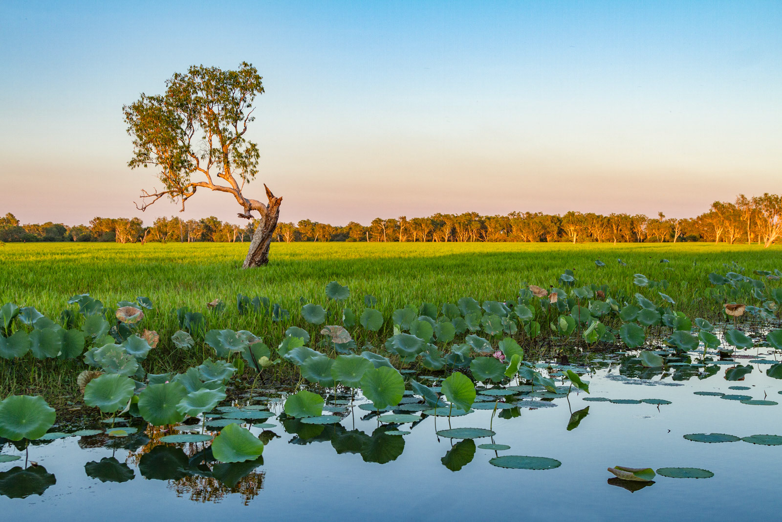 Yellow Water, Australia (2014)