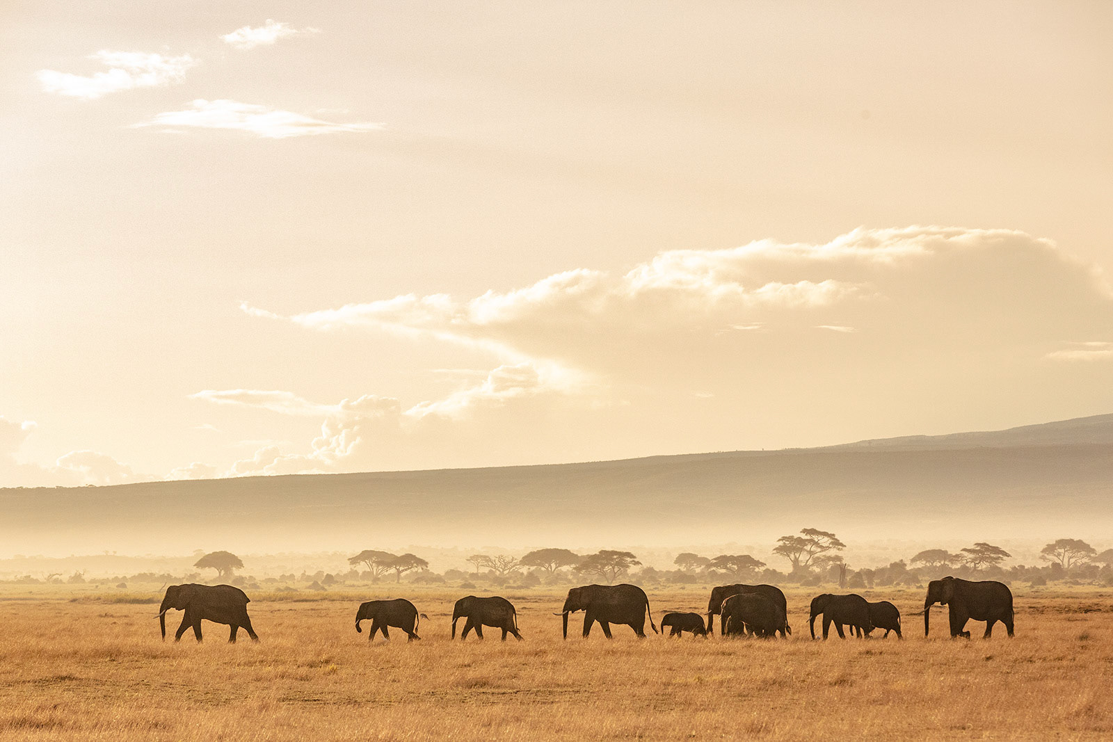 Amboseli, Kenya (2018)