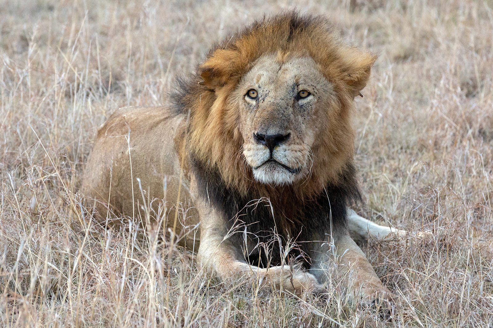 Masai Mara, Kenya (2018)