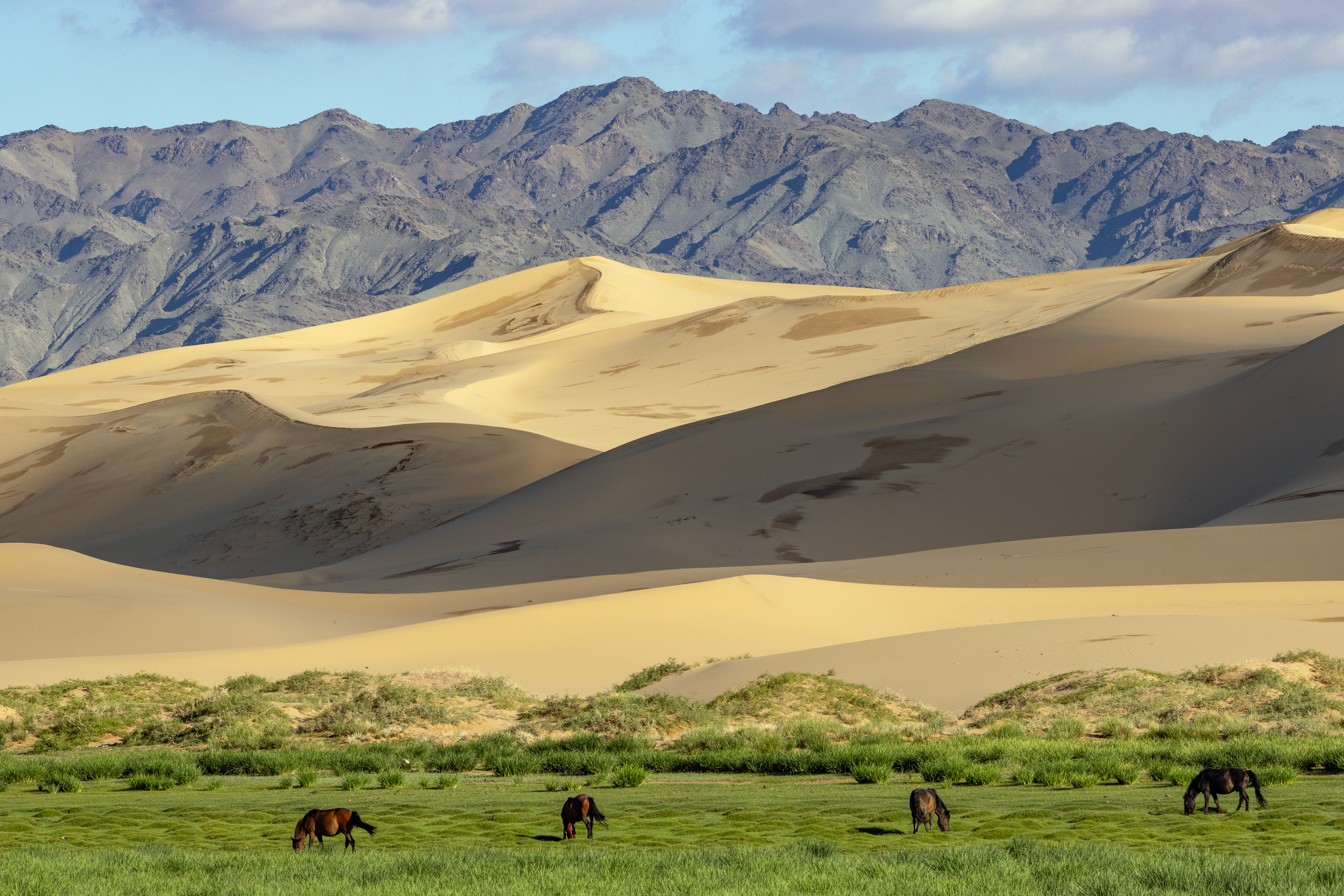Gobi, Mongolia (2024)