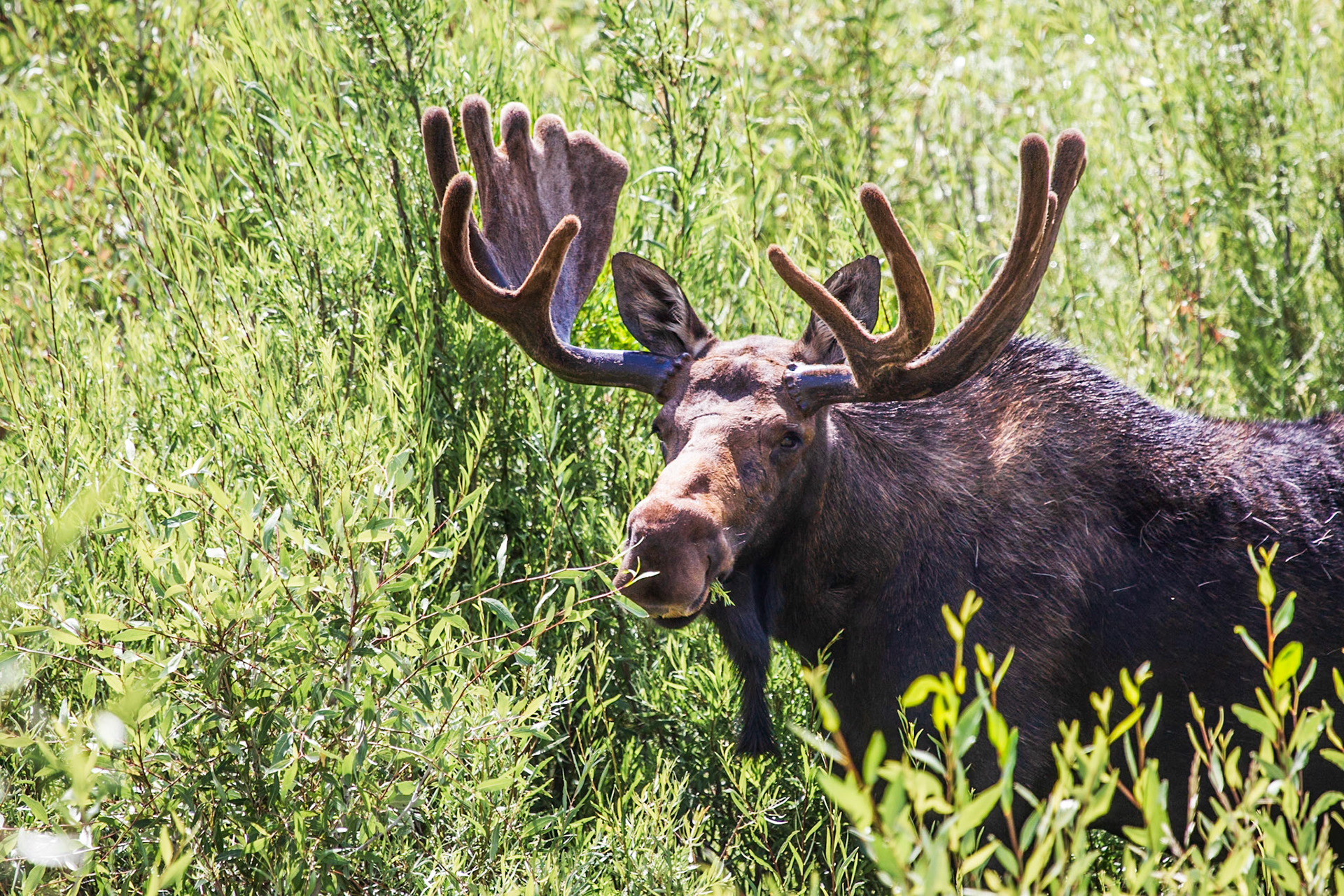 Moose having lunch. Colorado