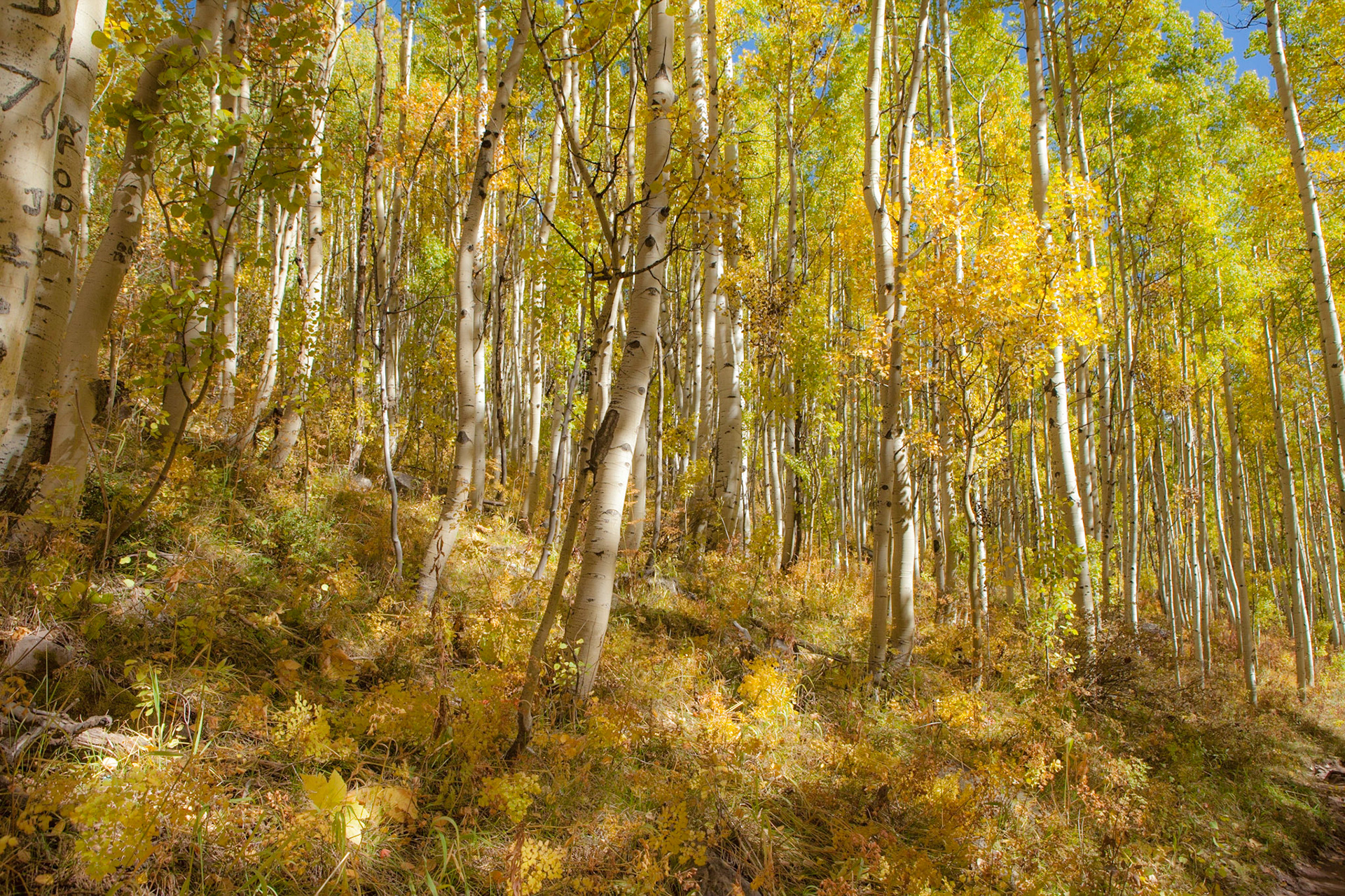 Land of Gold - Snowmass Wilderness Area