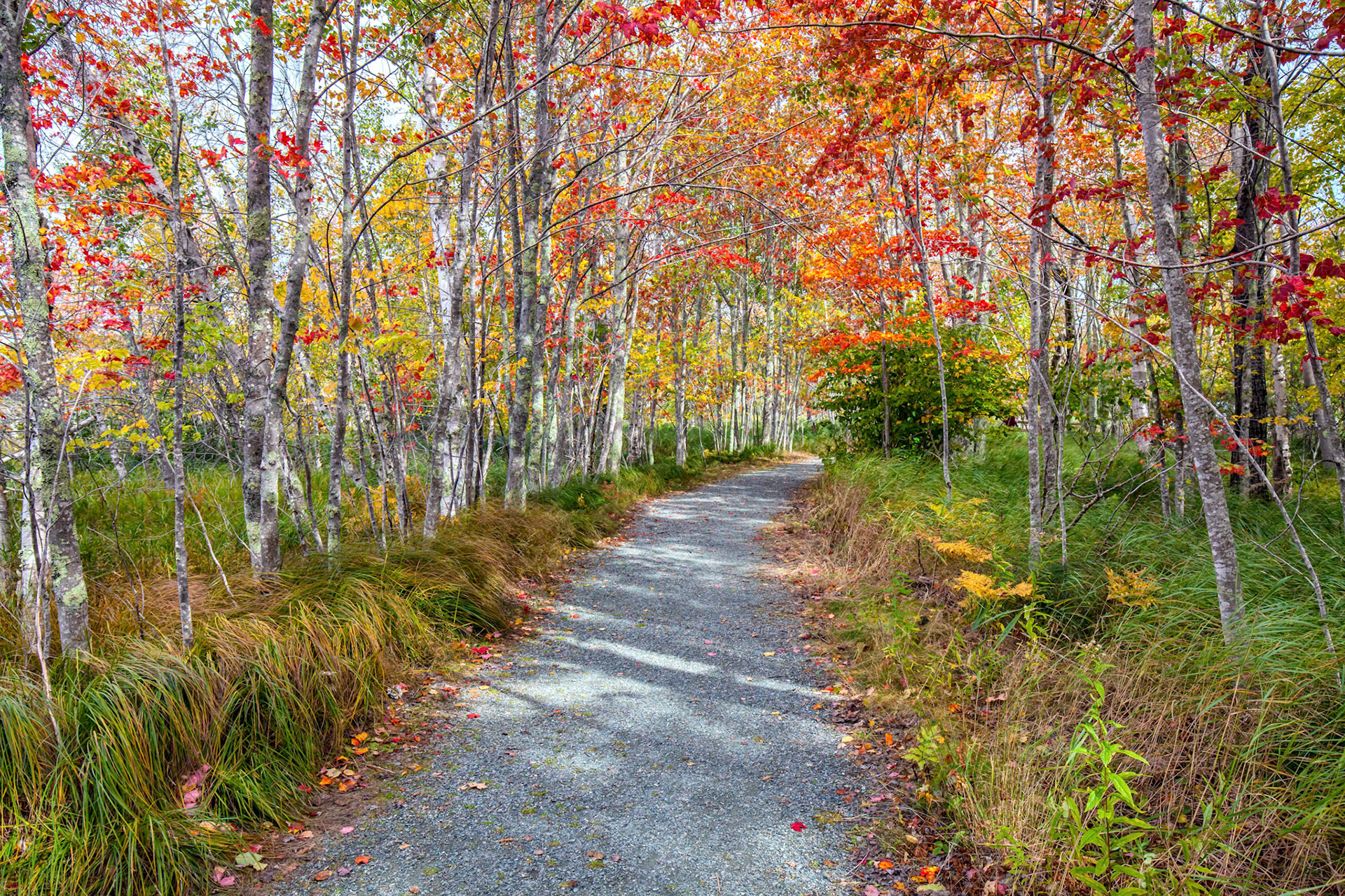 In the Wood - Mt. Desert Island