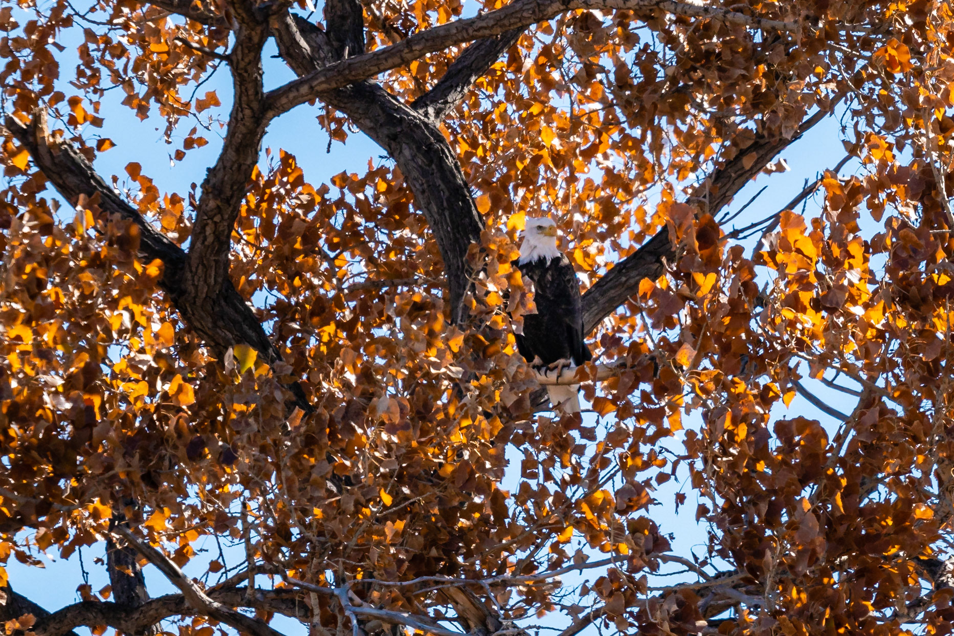 American Bald Eagle