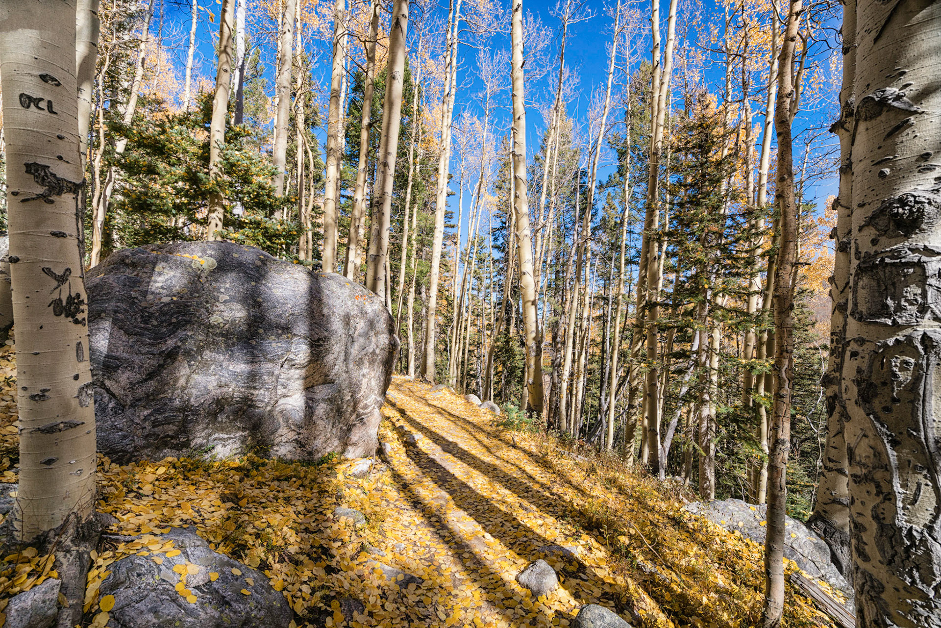 Late Fall Lines - Pecos Wilderness
