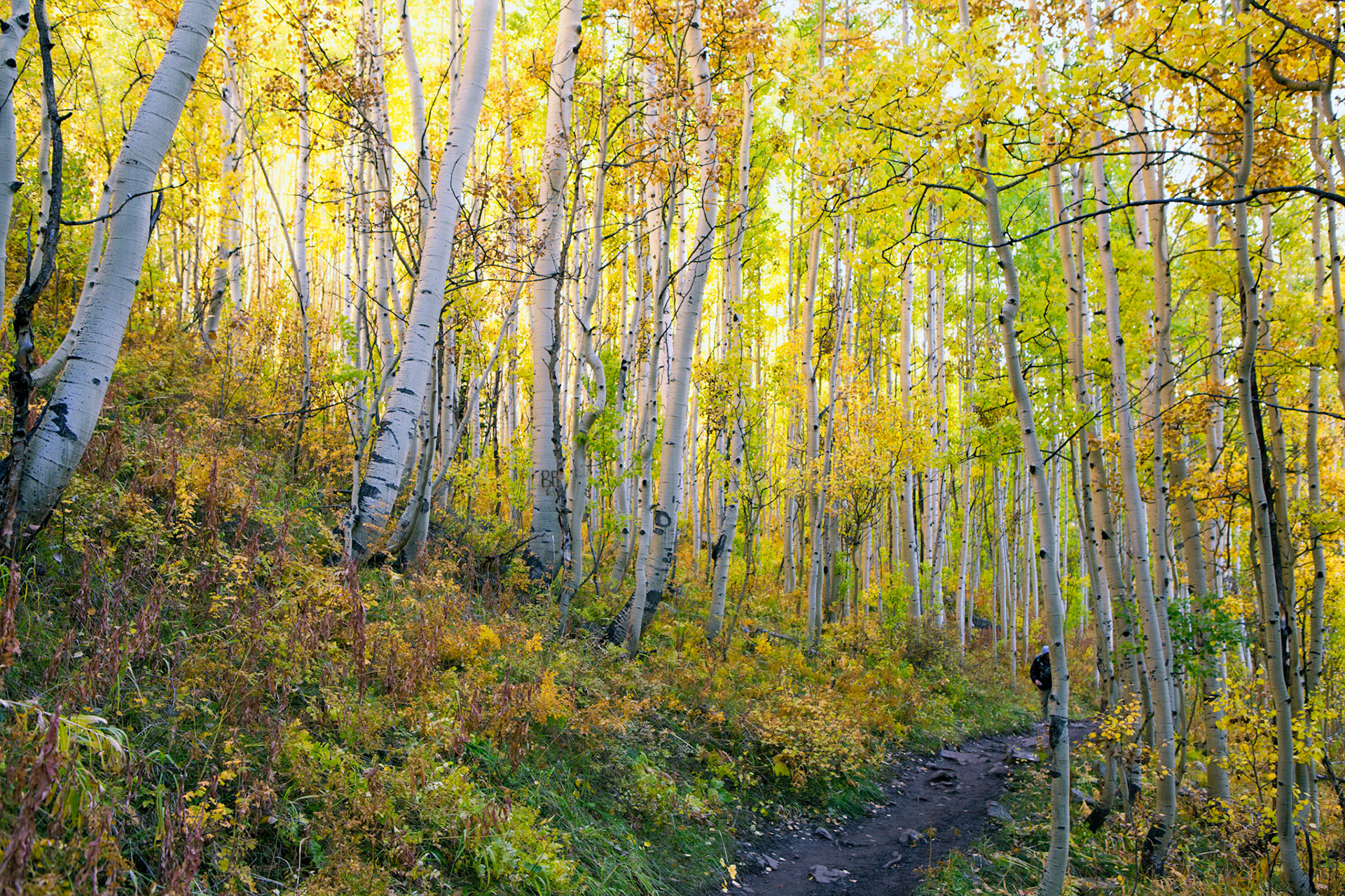 Midst Spirits and Mist -Snowmass Wilderness Area