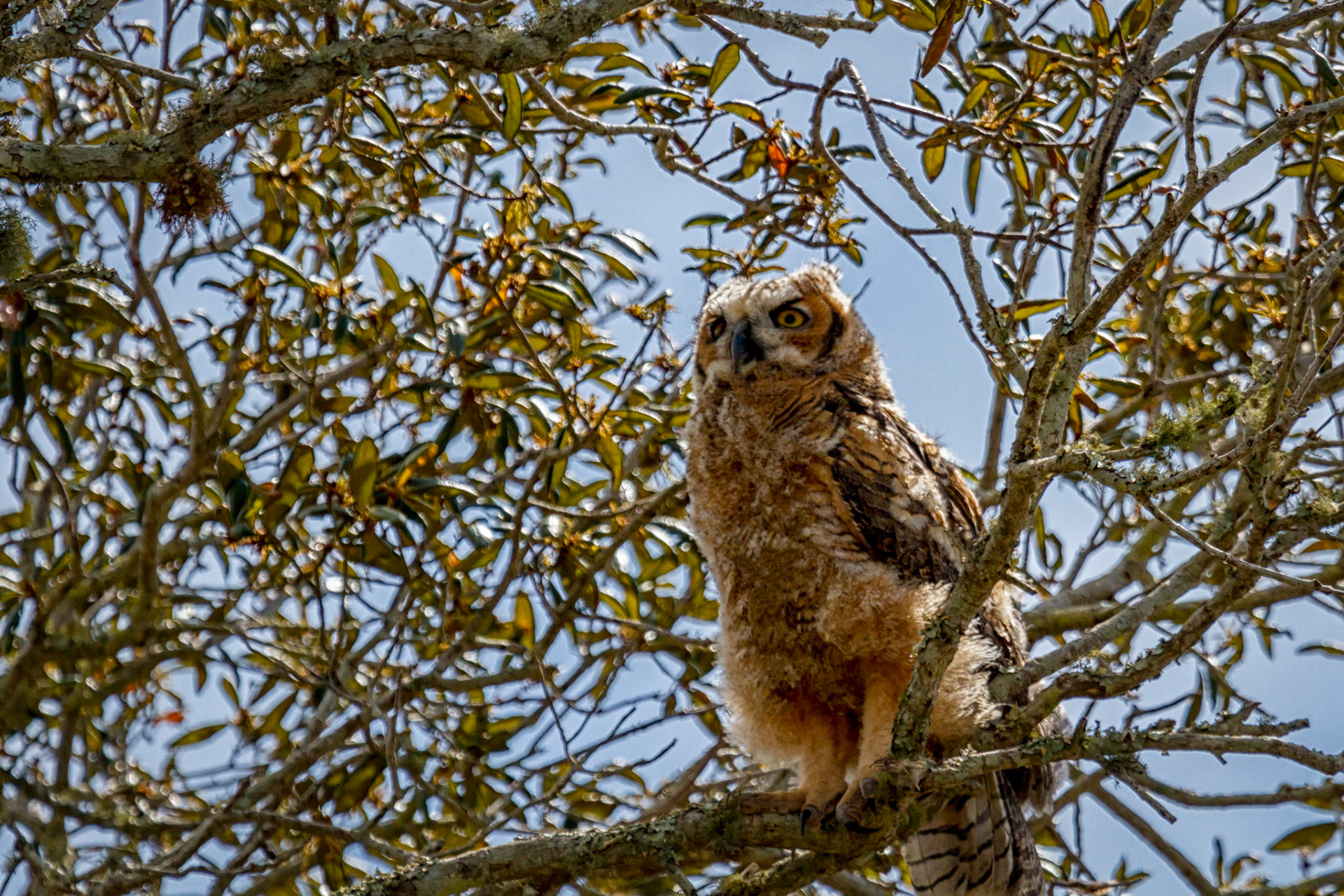 Great Horned Owl