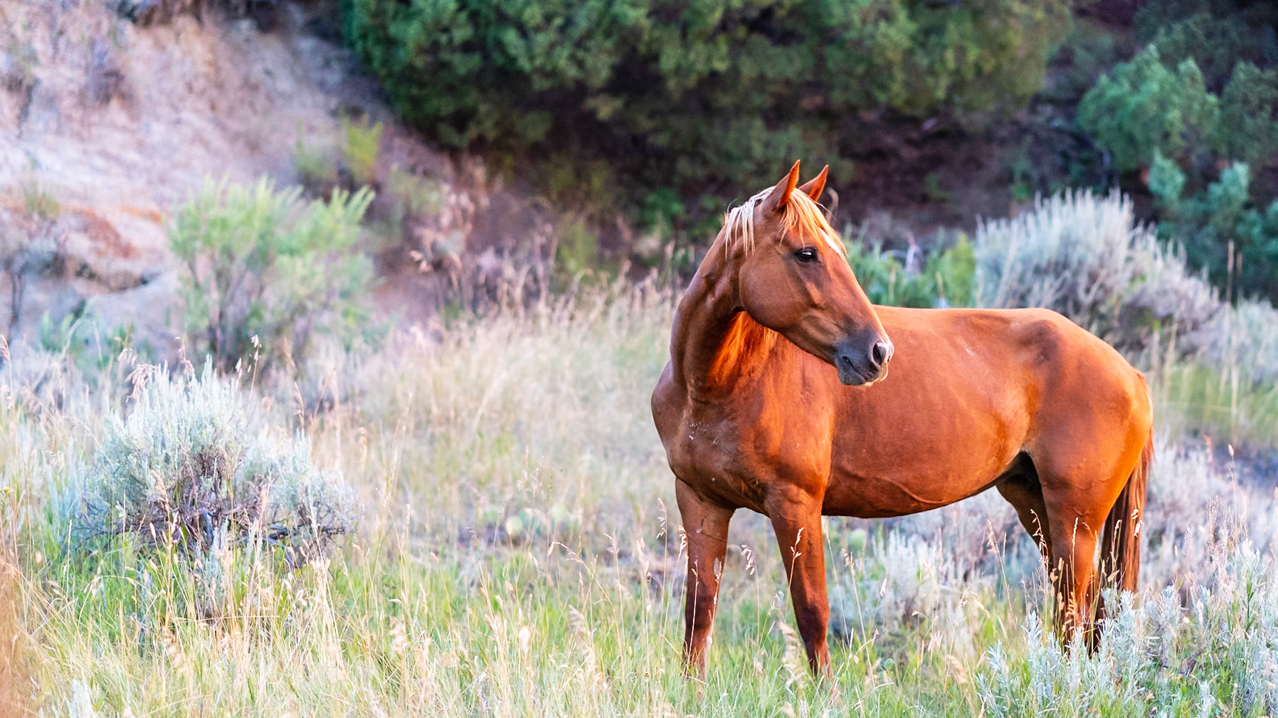 Theodore Roosevelt National Park - North Dakota