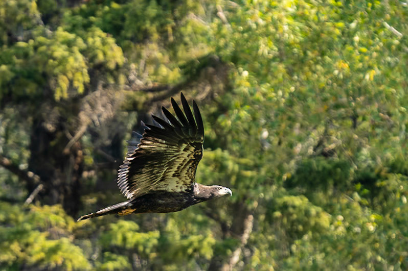 Bridger-Teton National Forest - Wyoming