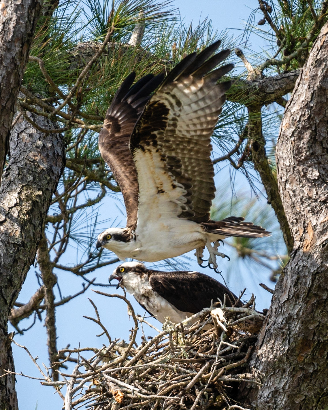 Osprey