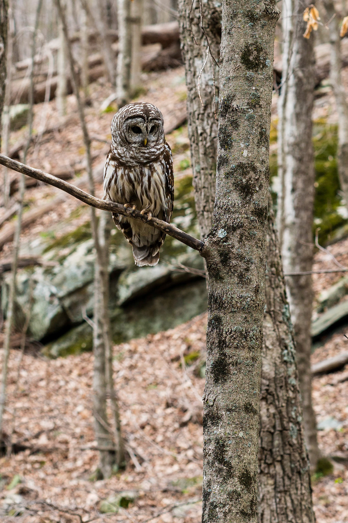 Barred Owl