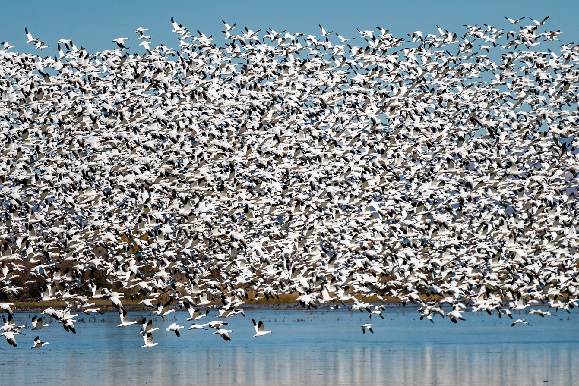 Snow Geese