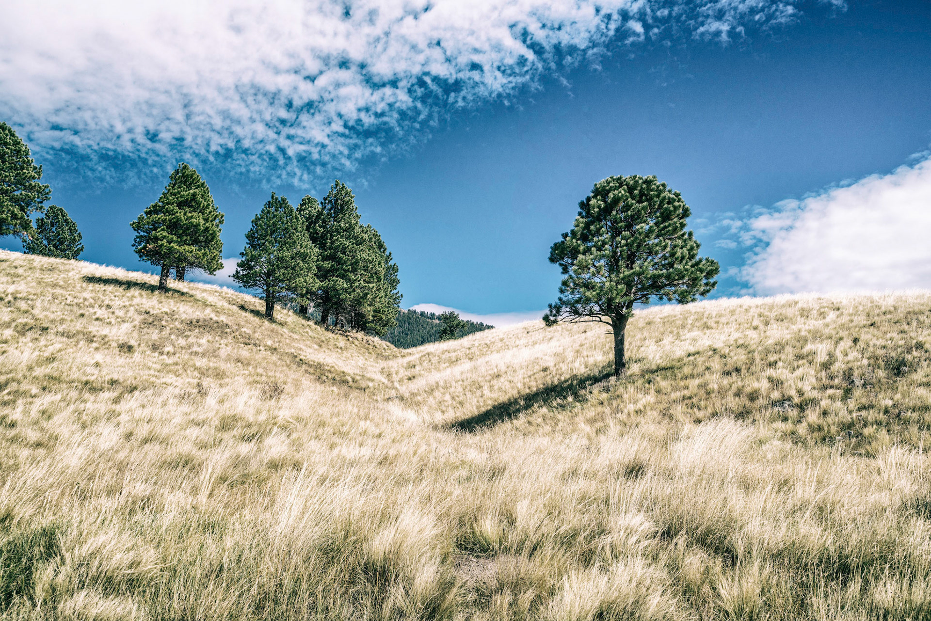 Valles Caldera National Preserve - New Mexico