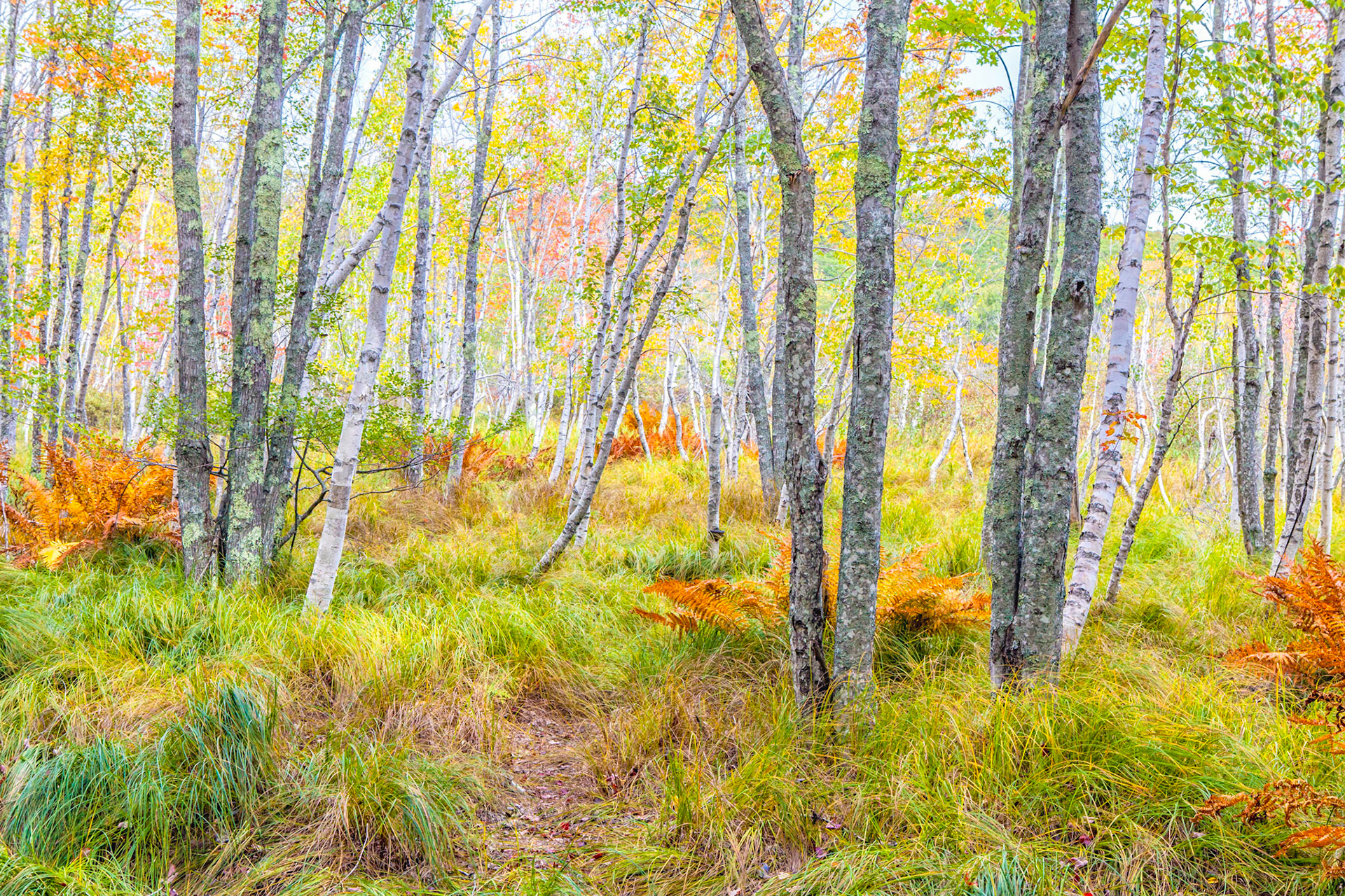 Jesup Woods - Mt. Desert Island