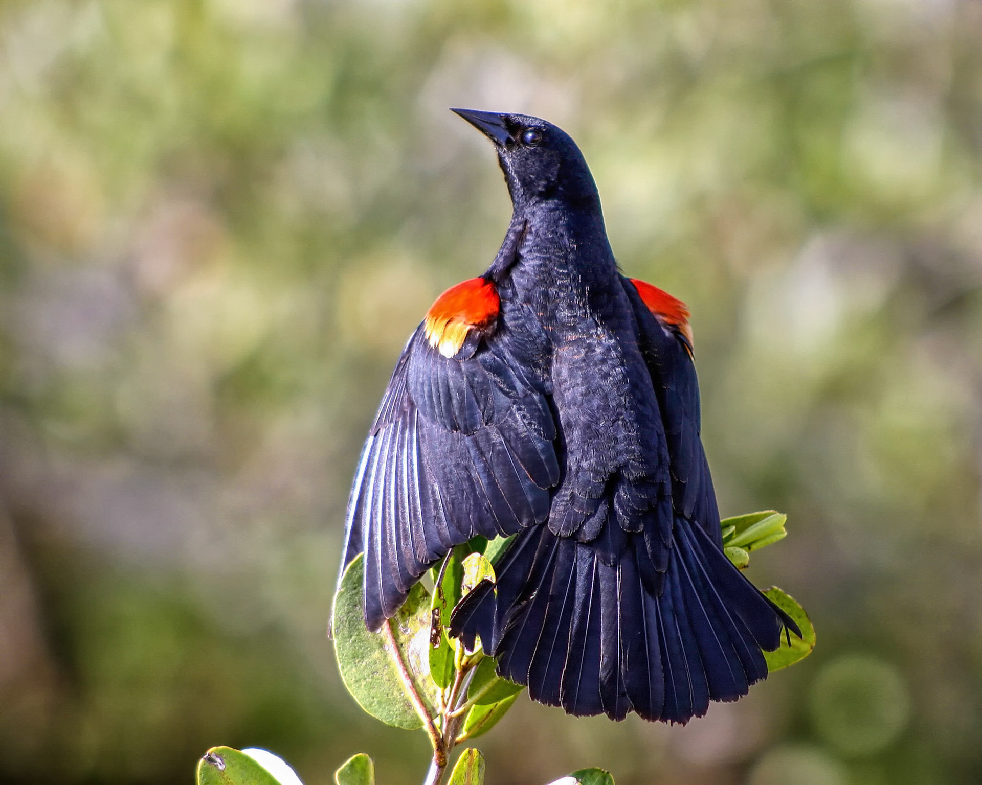 Red-Winged Blackbird 