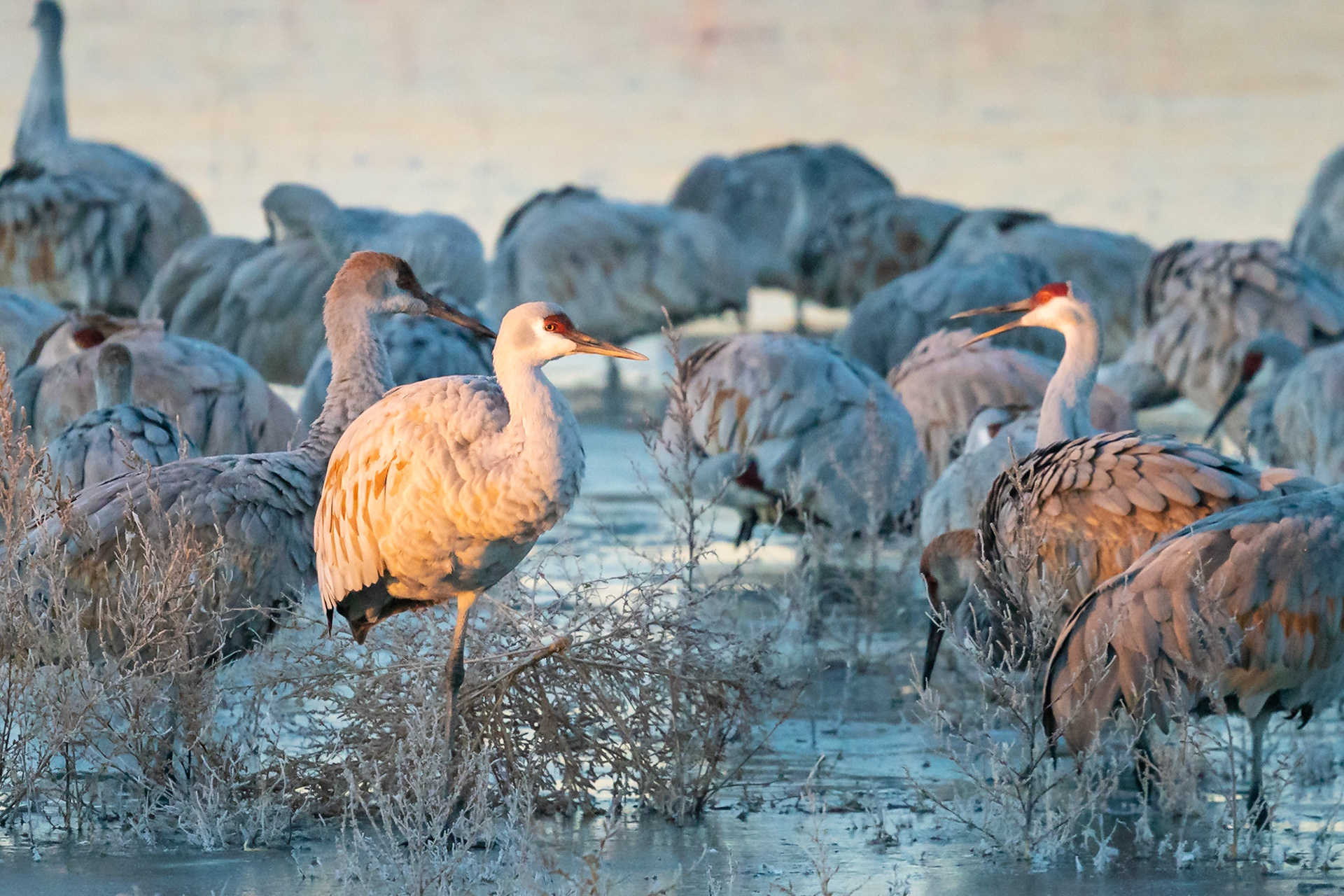 Sandhill Cranes