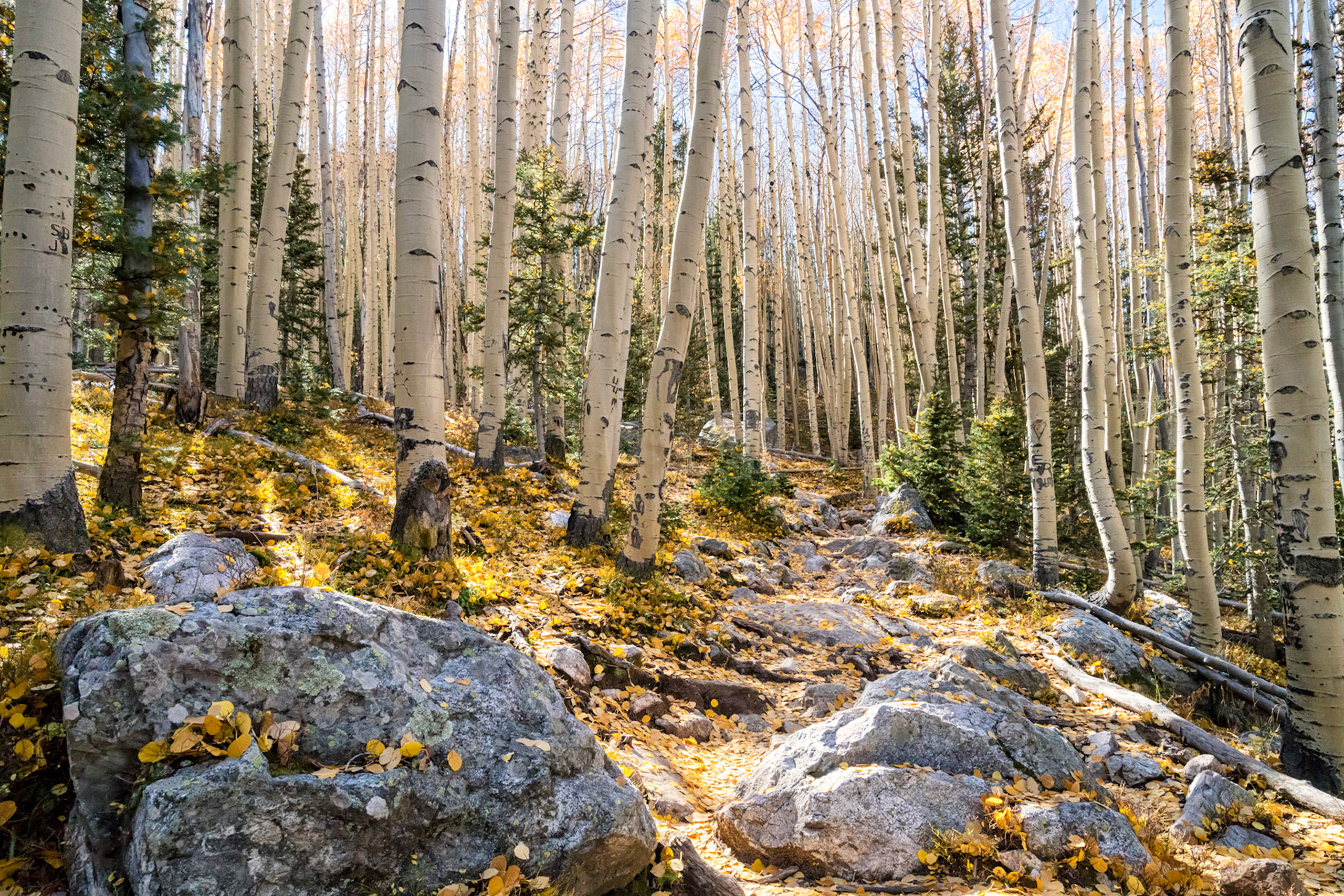 Pecos Wilderness - Santa Fe National Forest