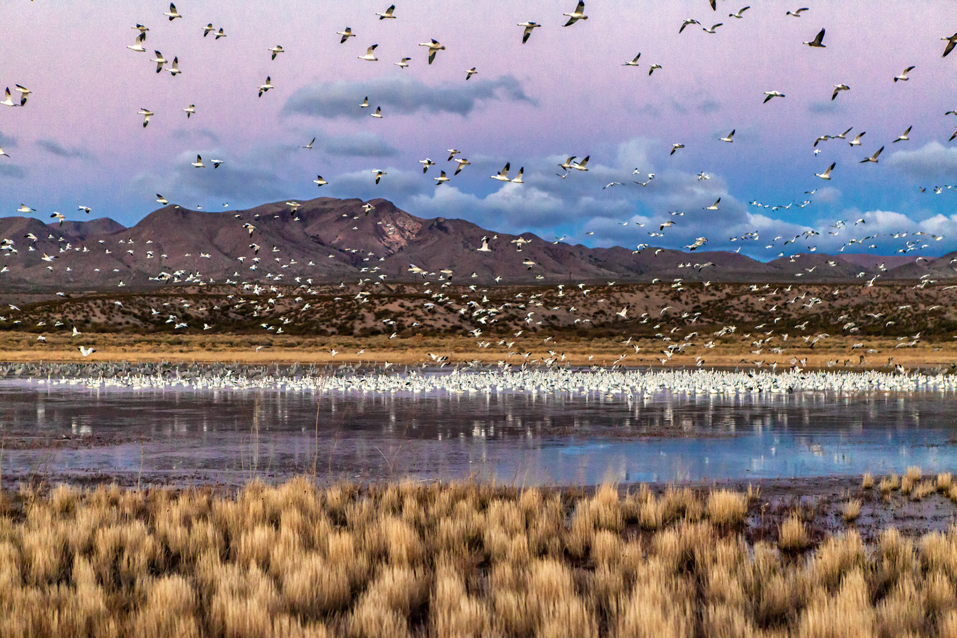 Bosque del Apache National Wildlife Refuge - New Mexico