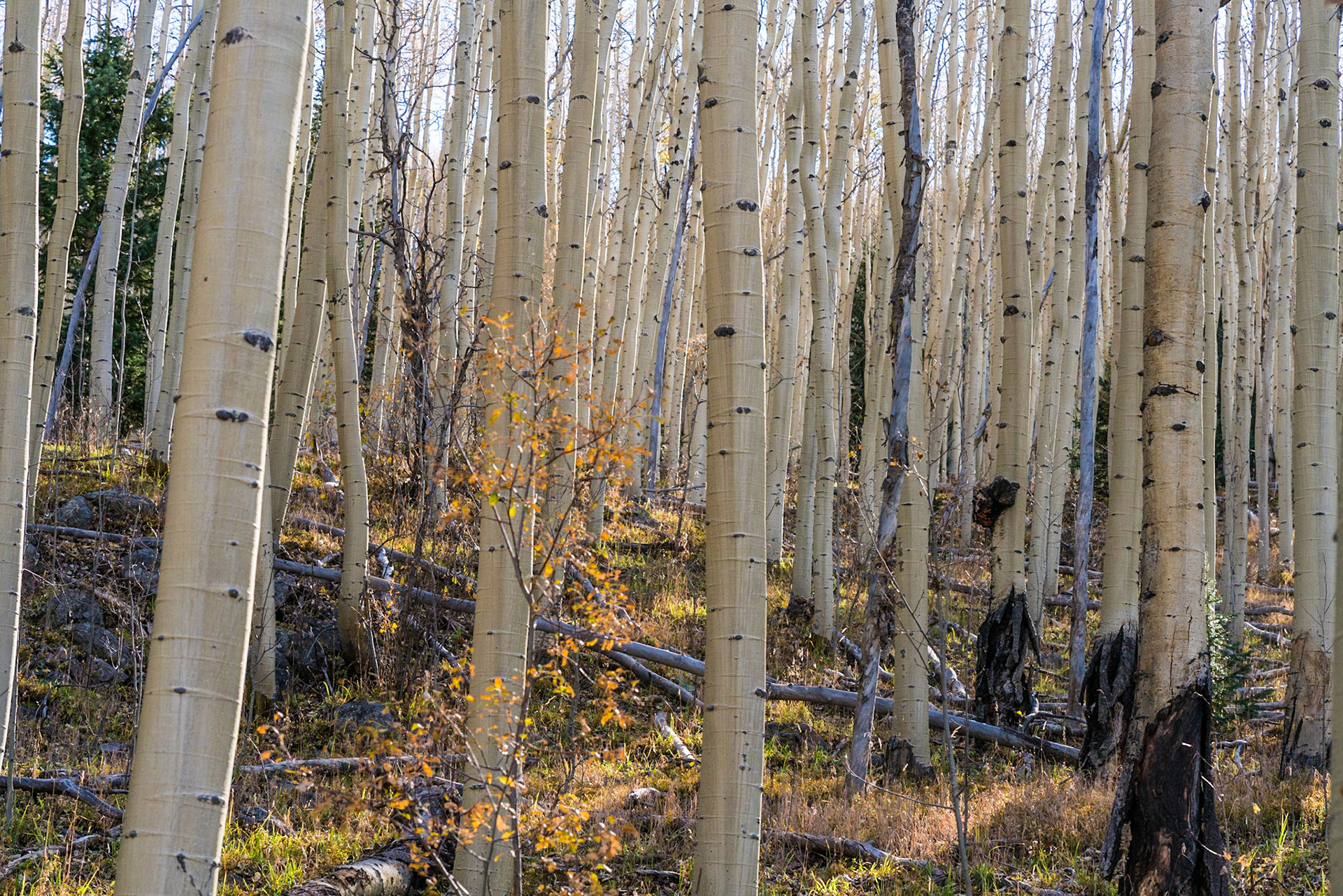 Santa Fe National Forest - New Mexico