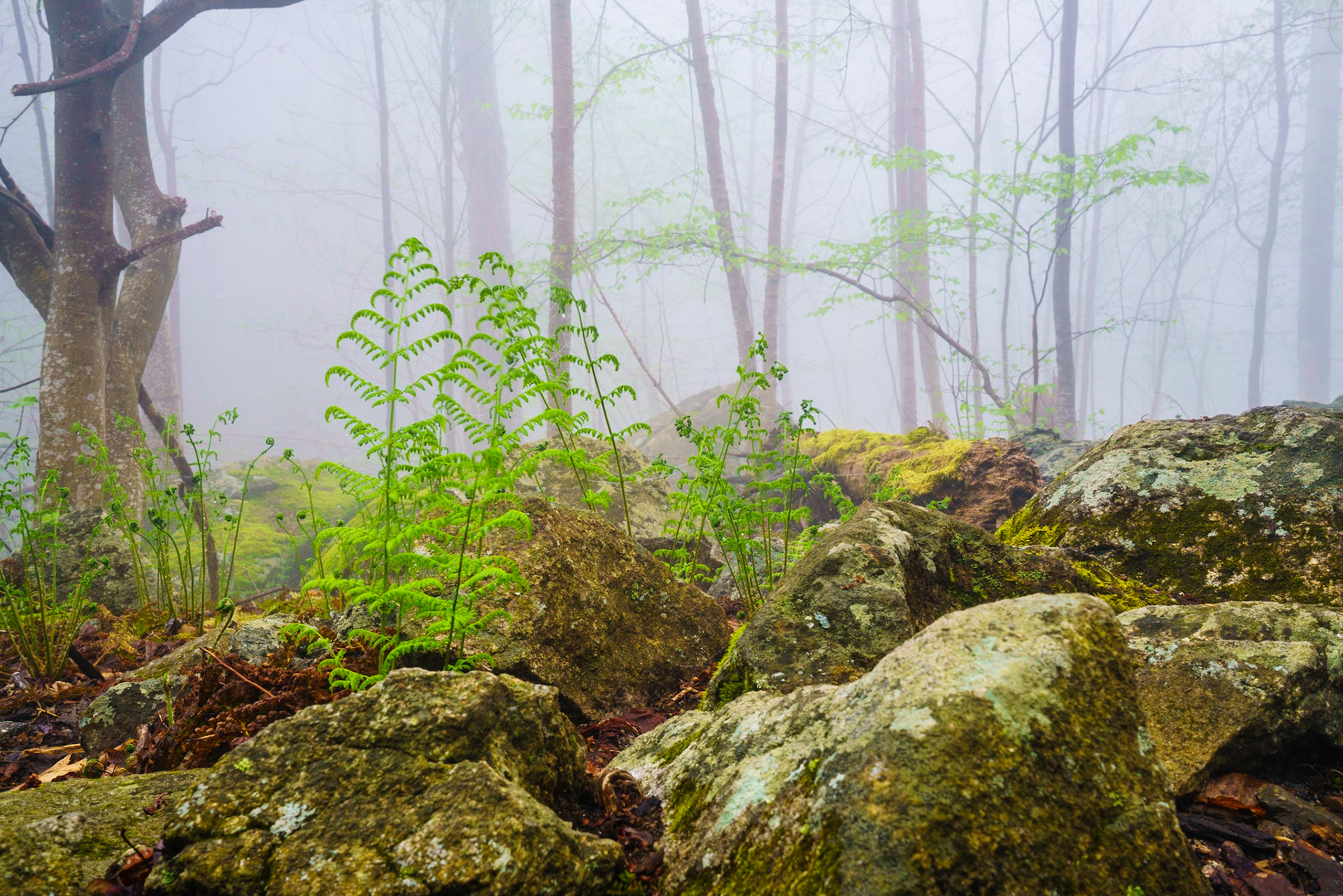 Mist on the Trail - Shenandoah National Park