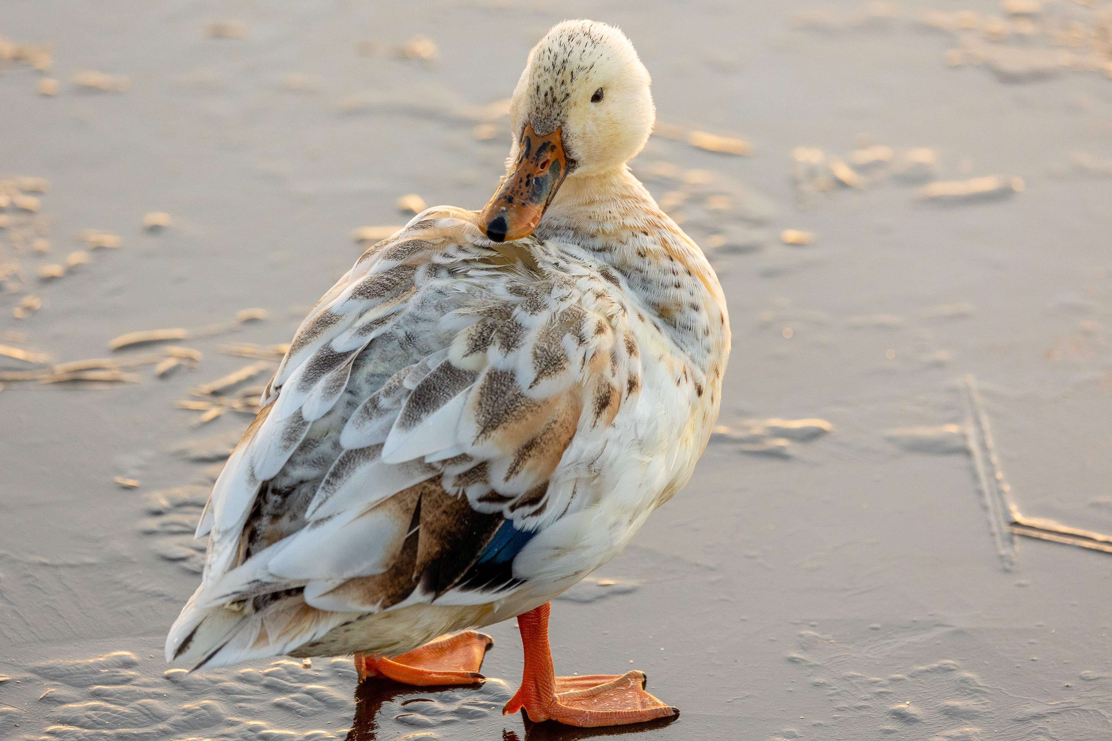 Blonde Mallard