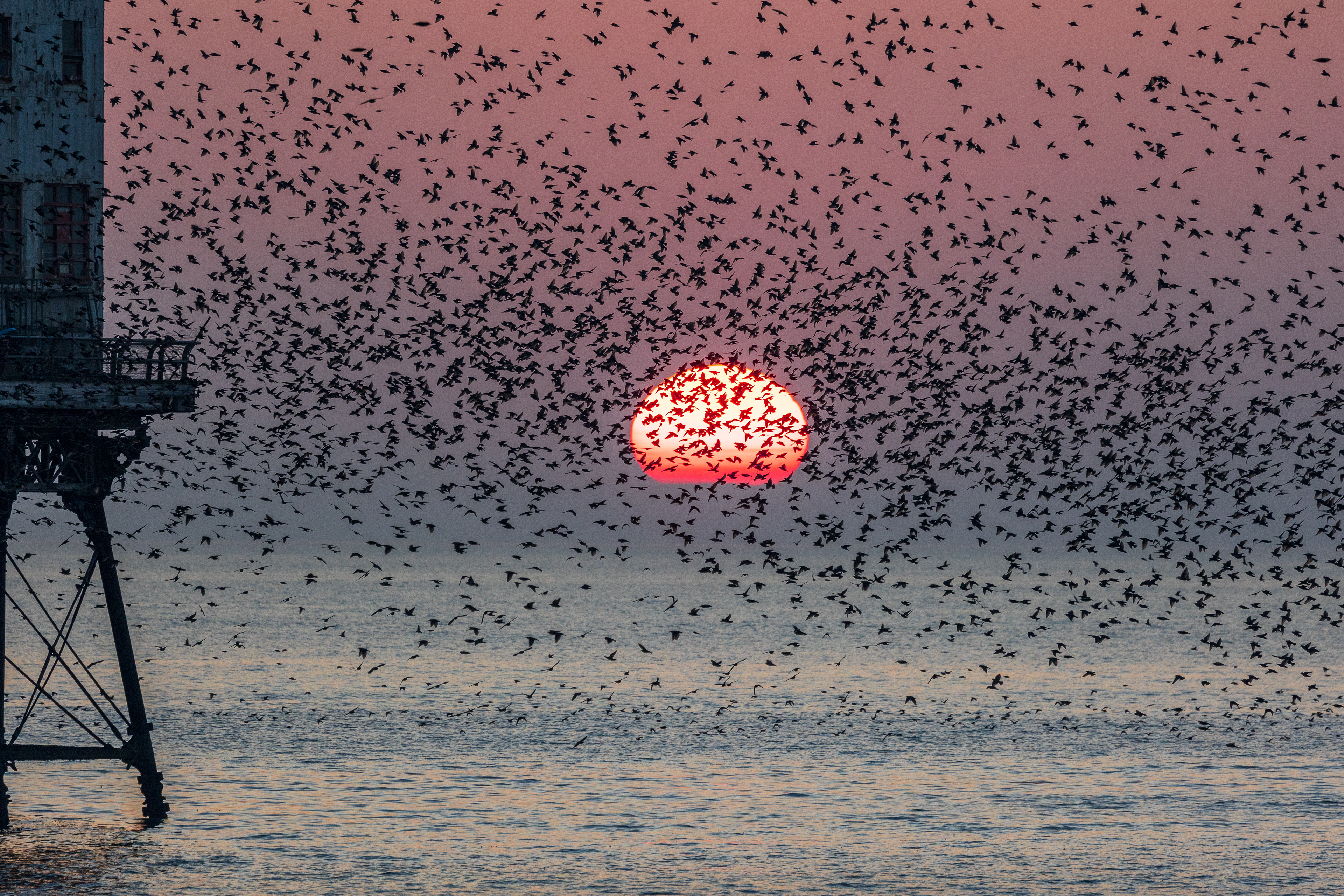 Starling murmeration