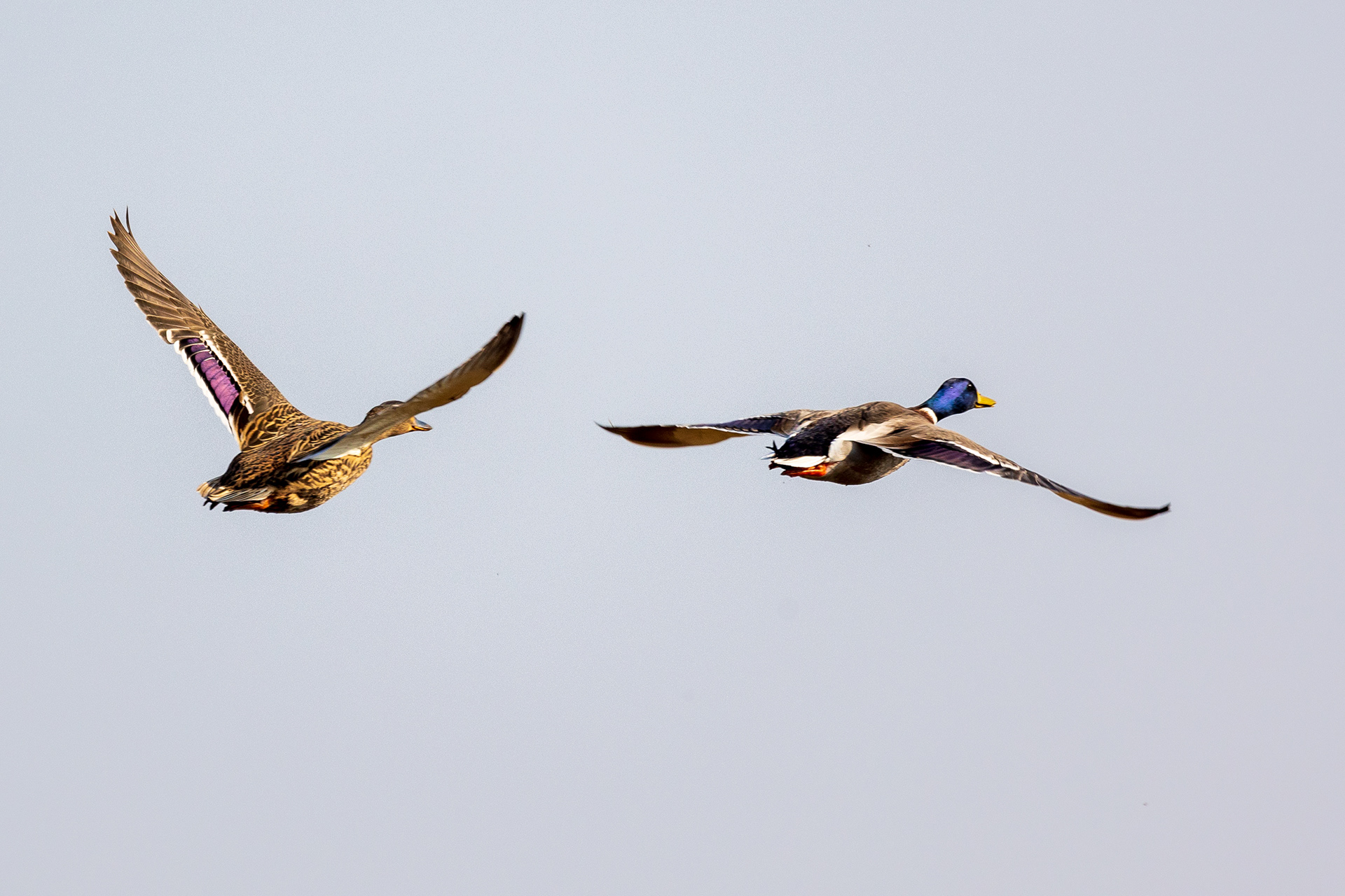 Mallard pair