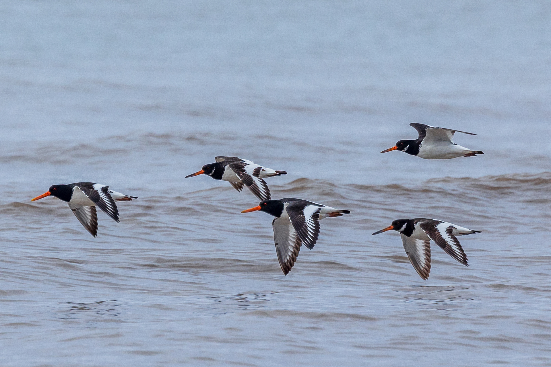 Oyster catchers