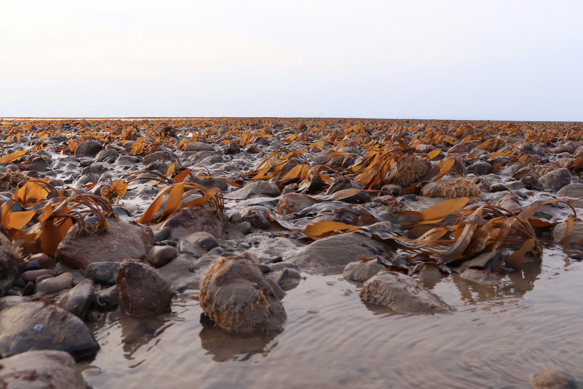 Kelp fields
