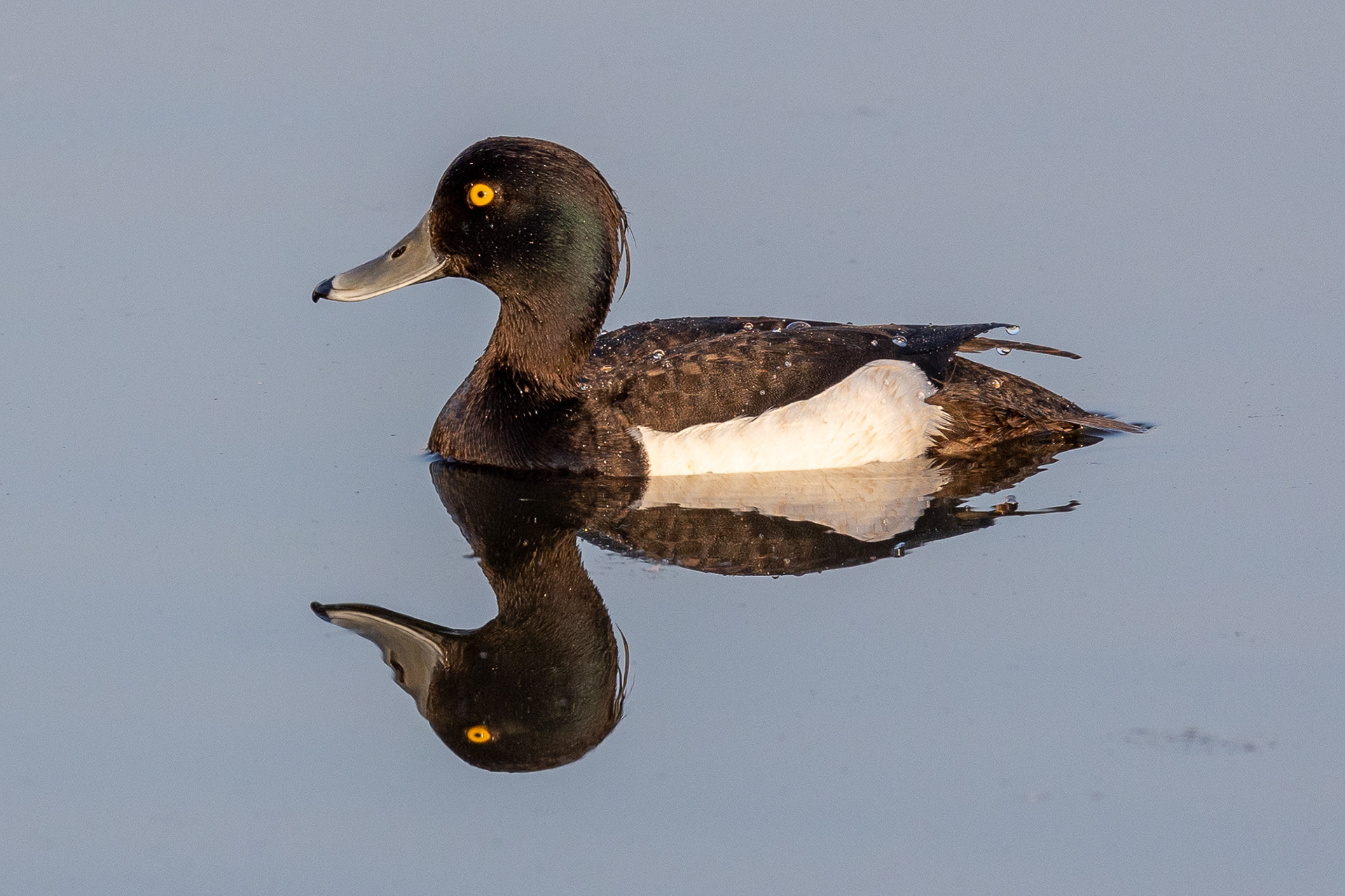 Tufted duck