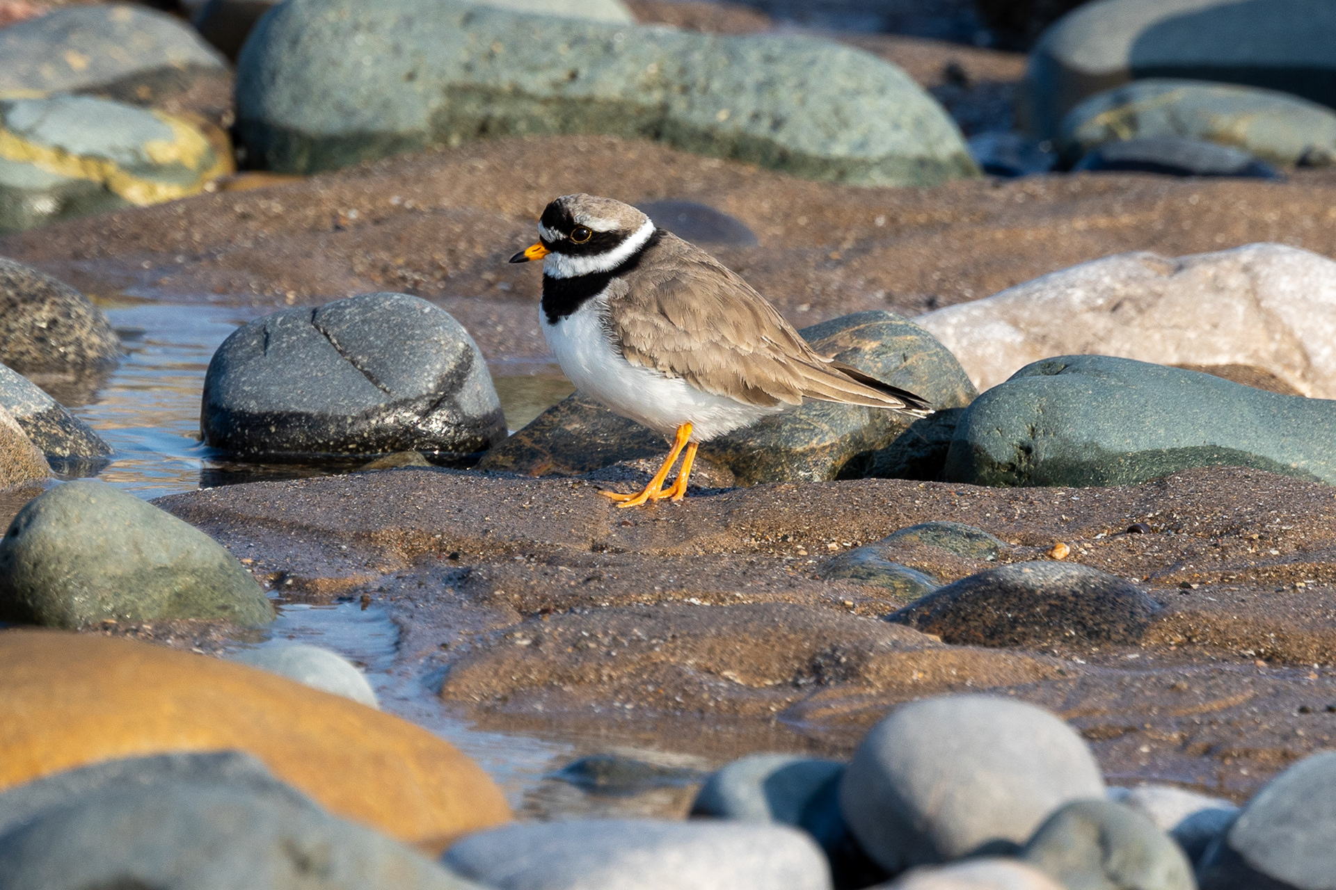 Ringed Plover