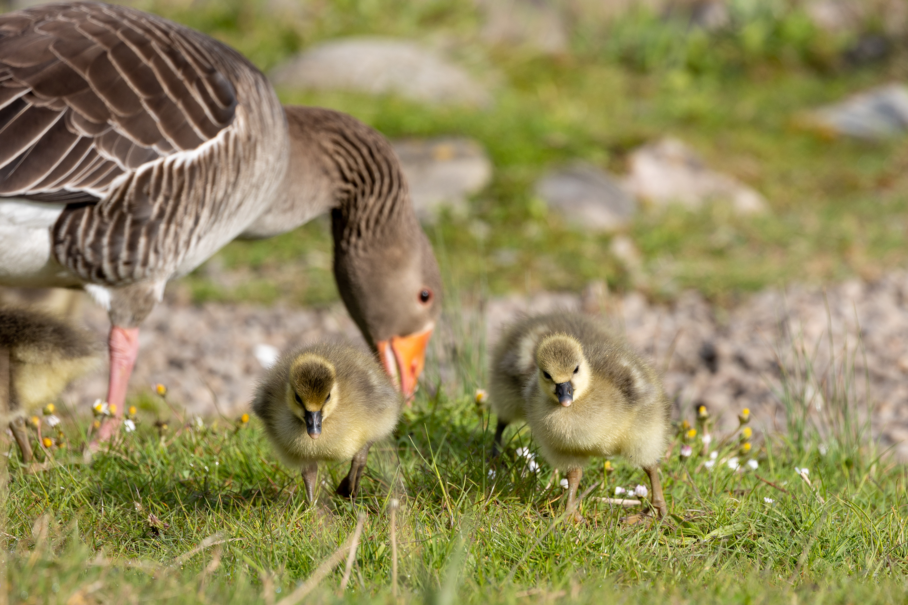 Mother goose