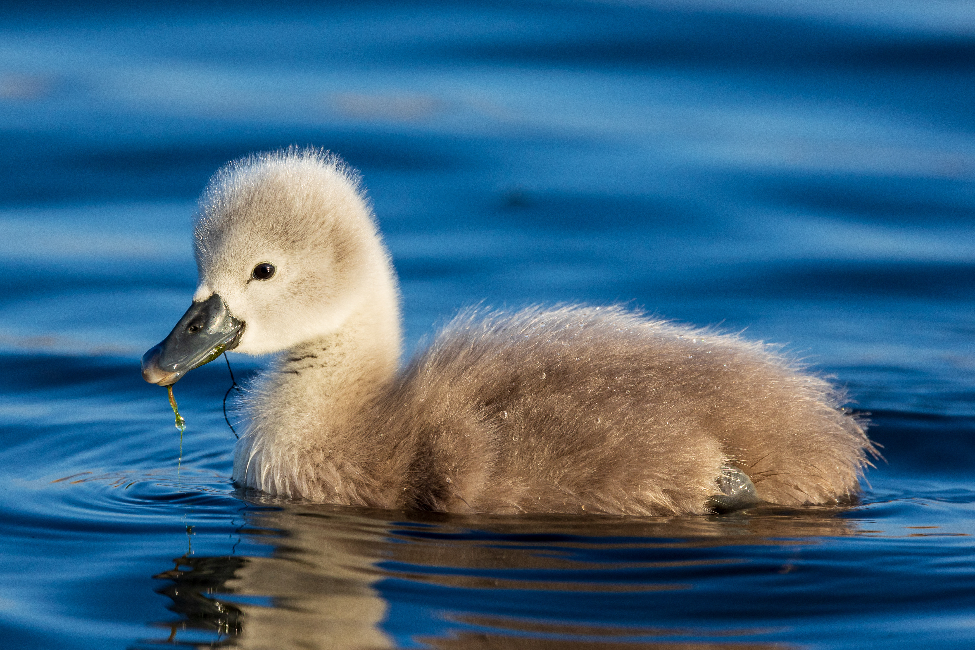 Fluff before feathers