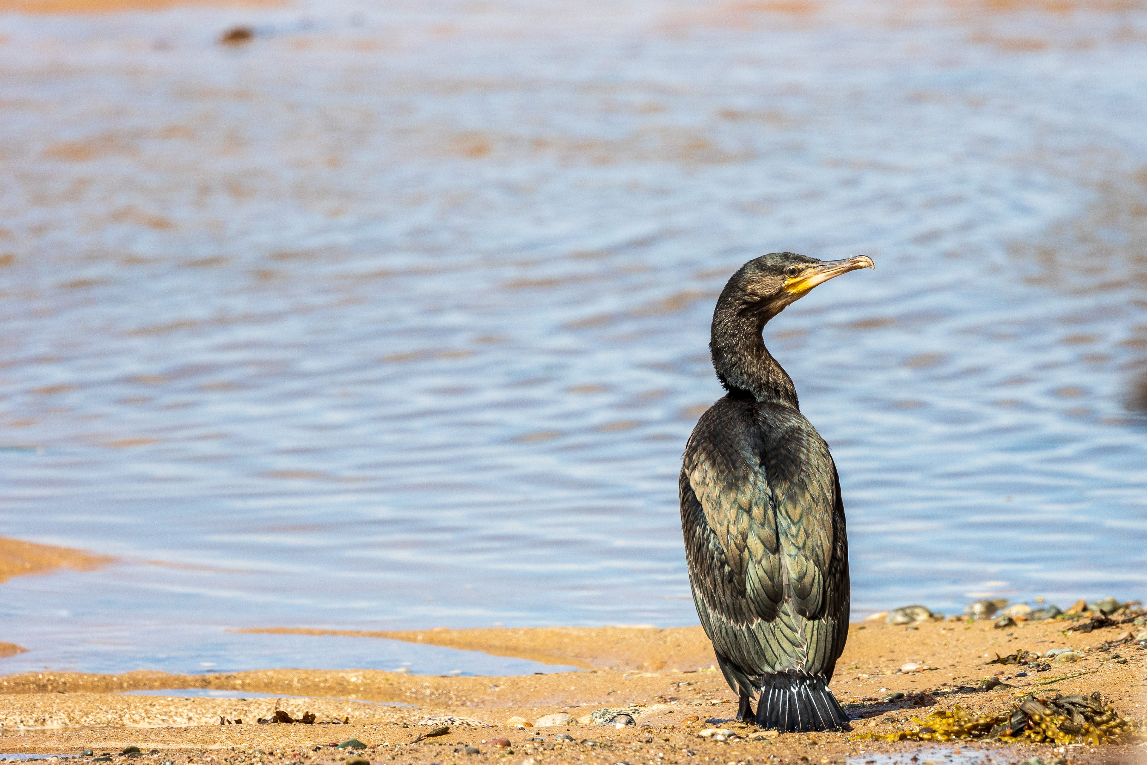 Cool cormorant