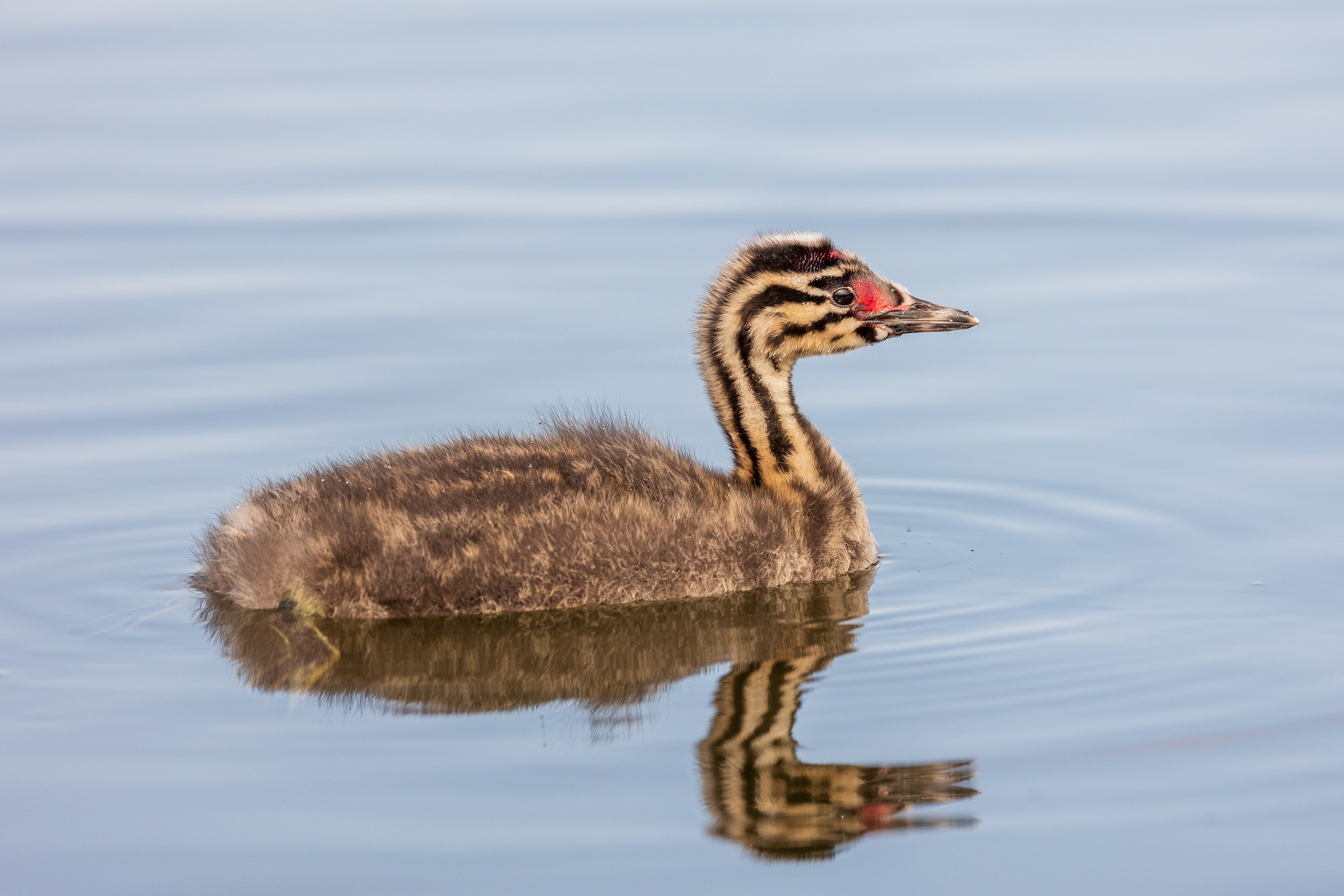 Grebe chick
