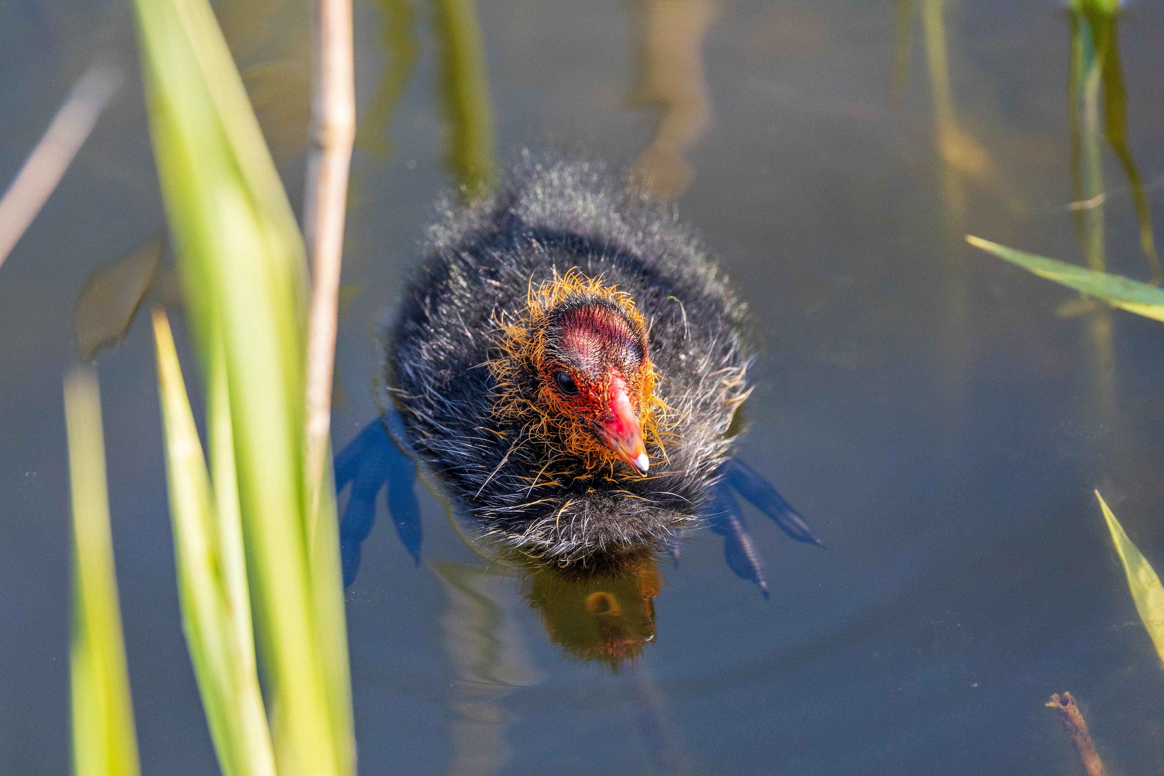 Coot chick