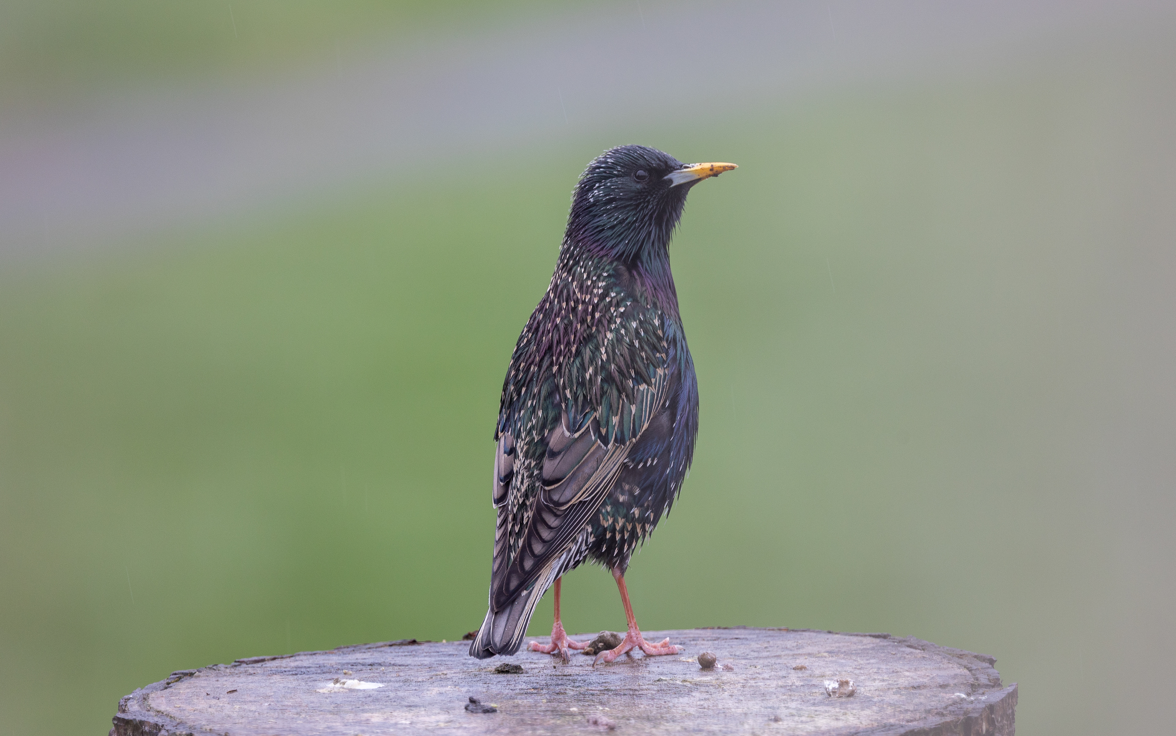 Starling