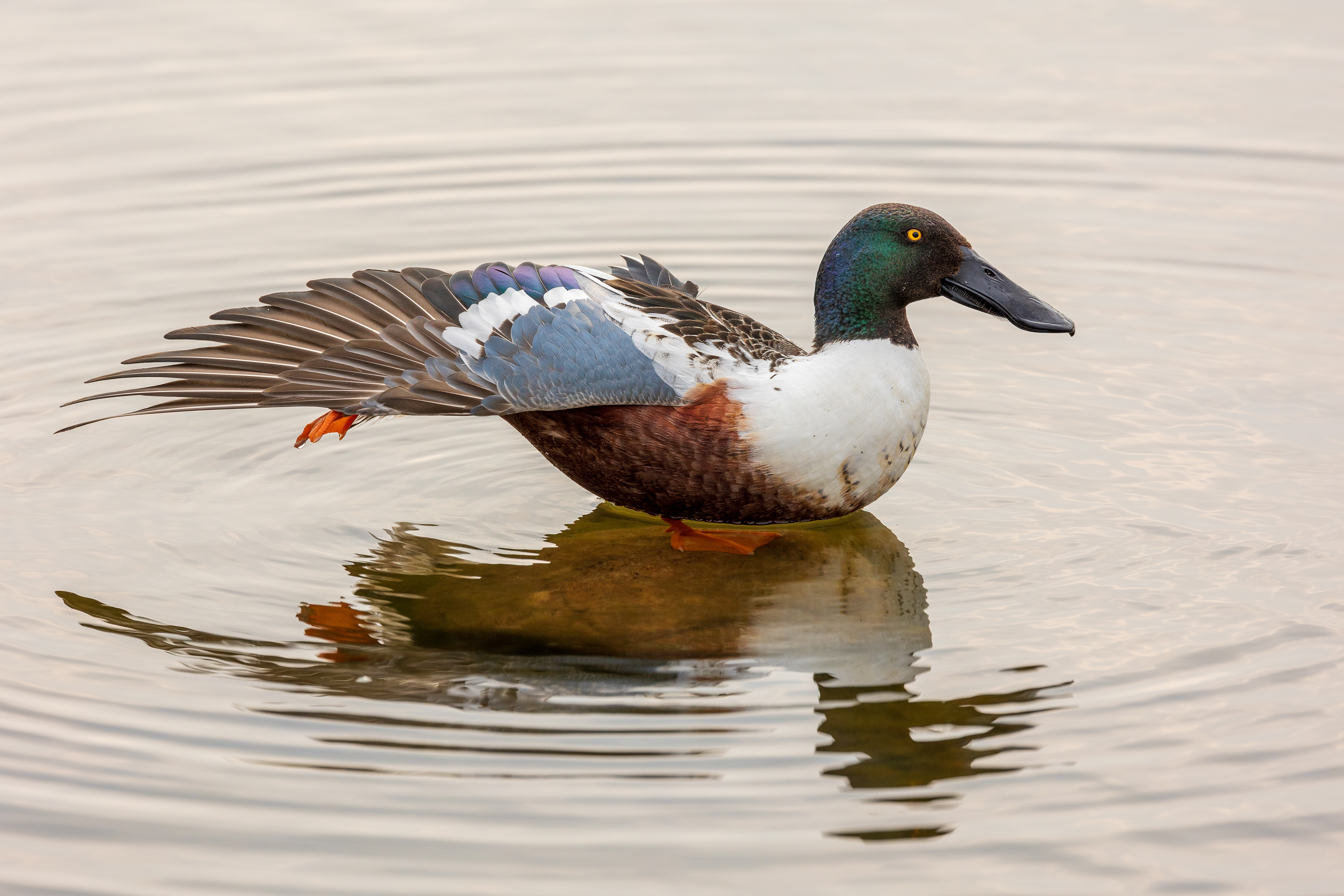 Shoveler duck stretch