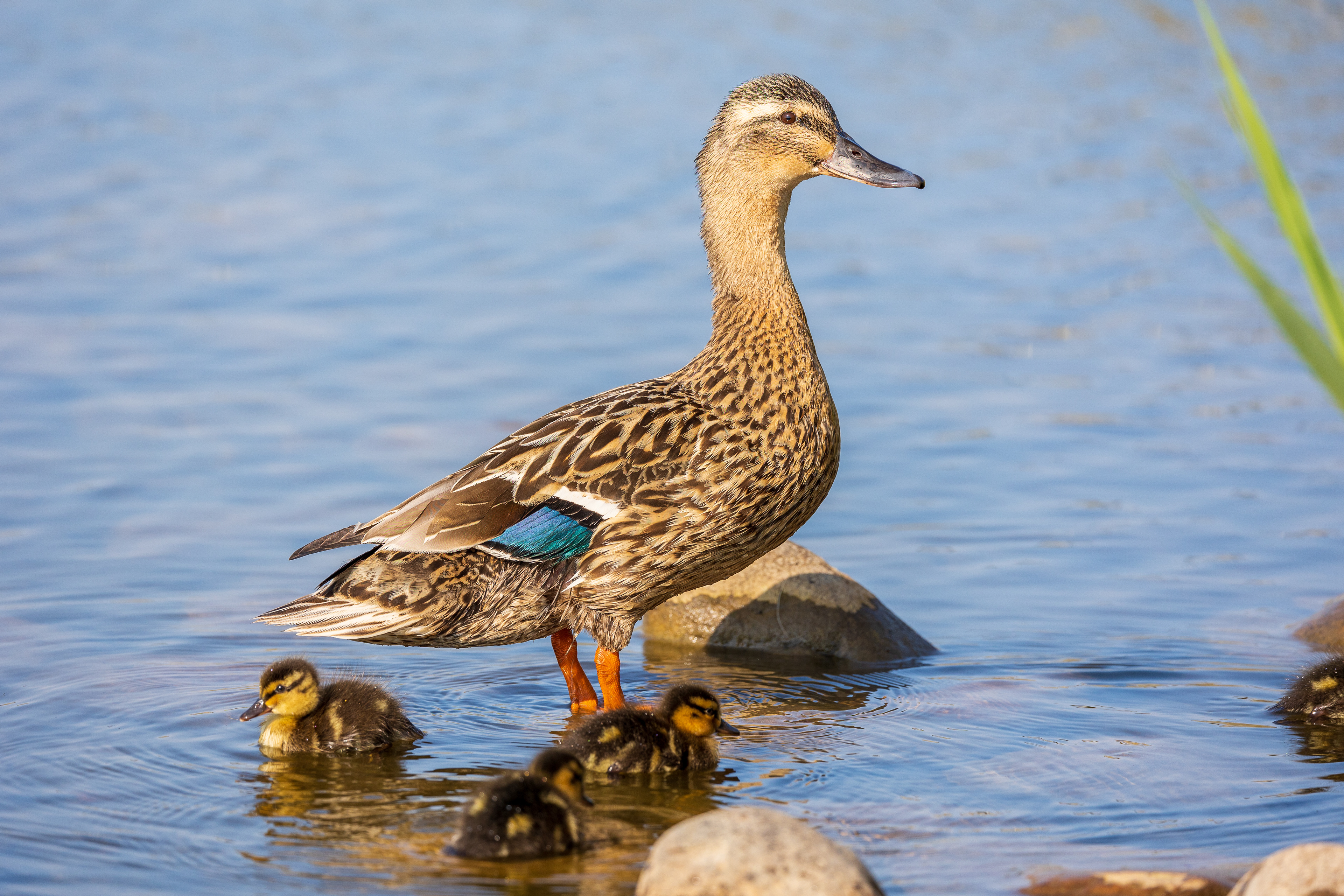 Mallard and ducklings