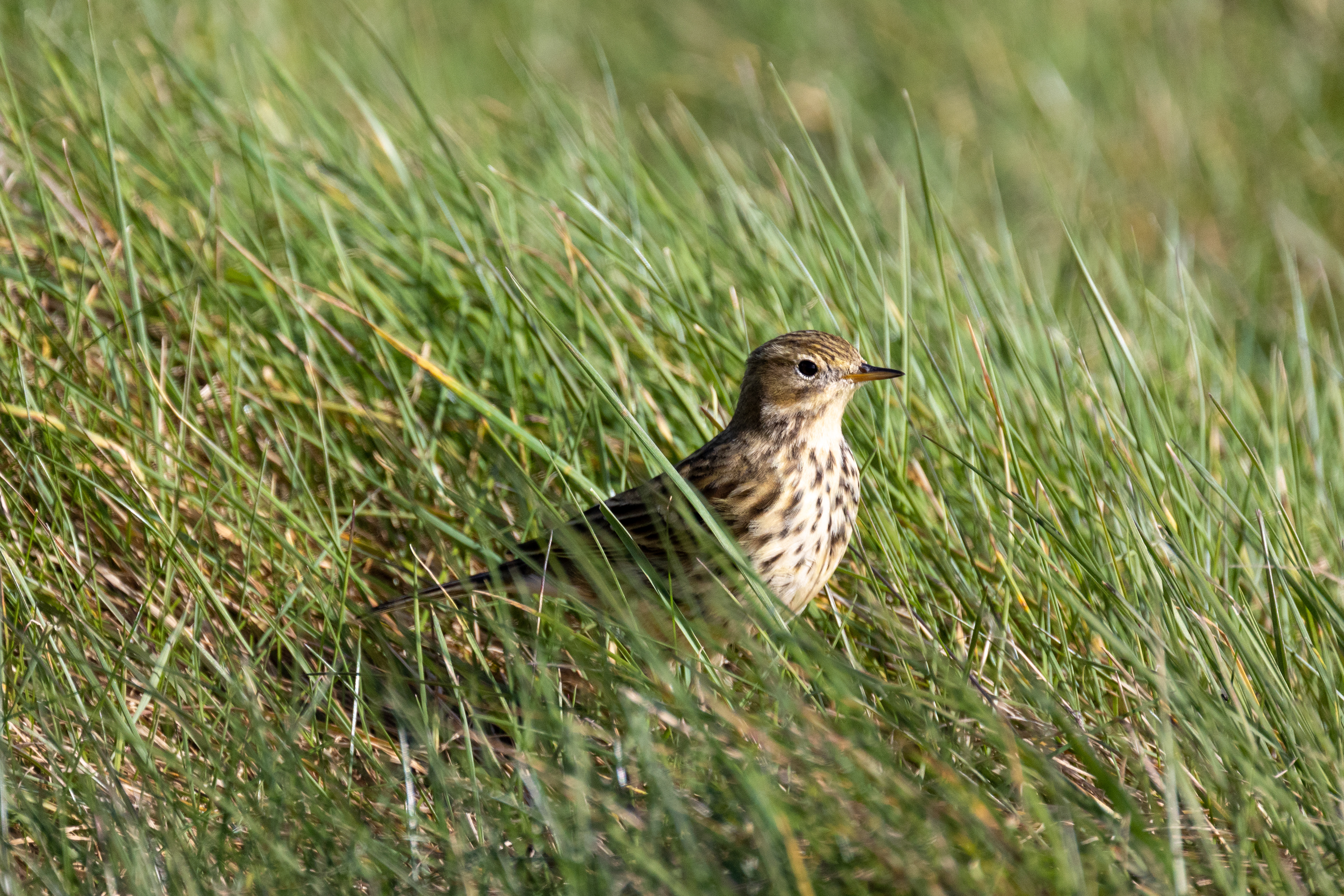 Skylark