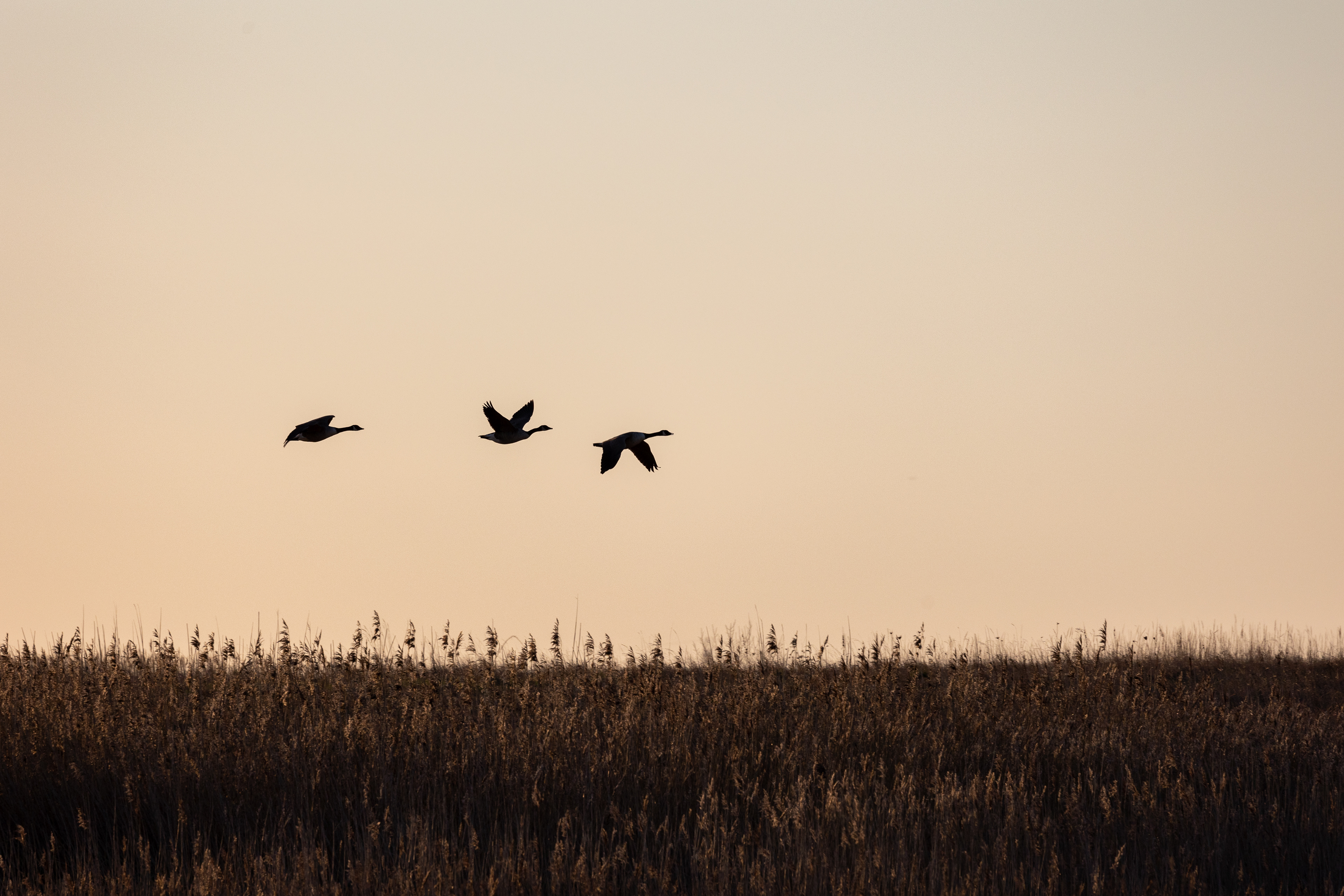 Dawn chorus