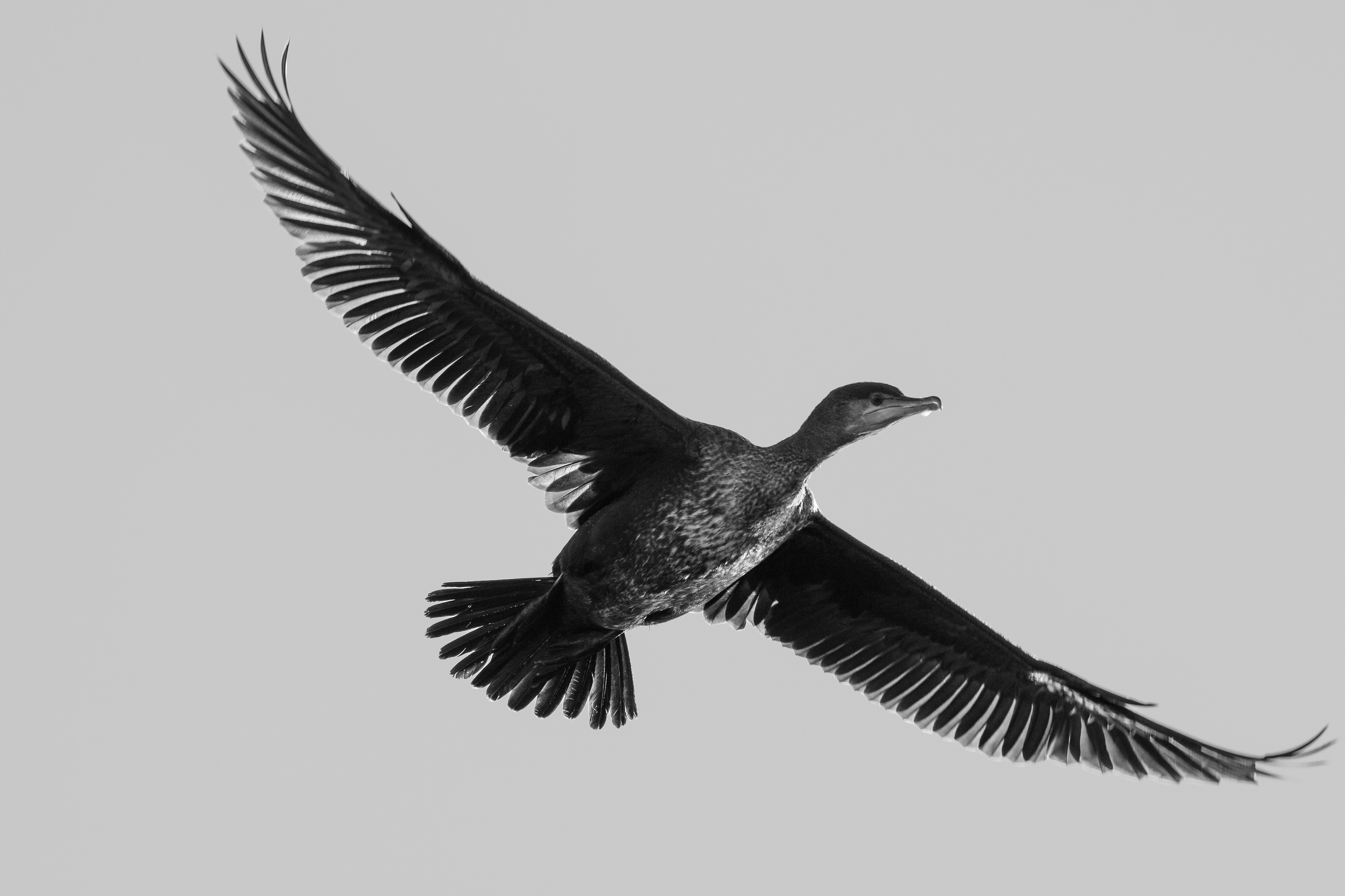 Cormorant wings