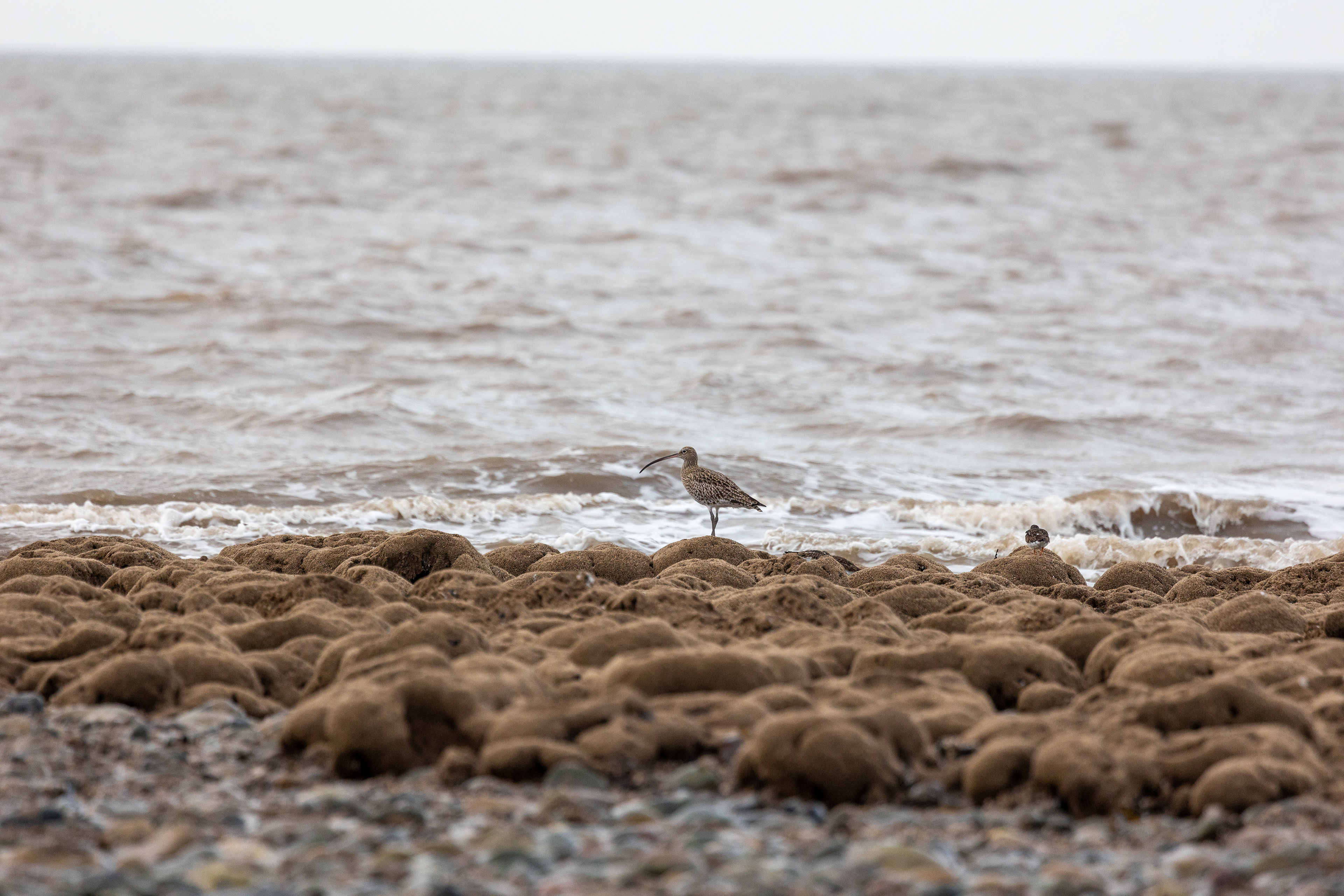 Curlew