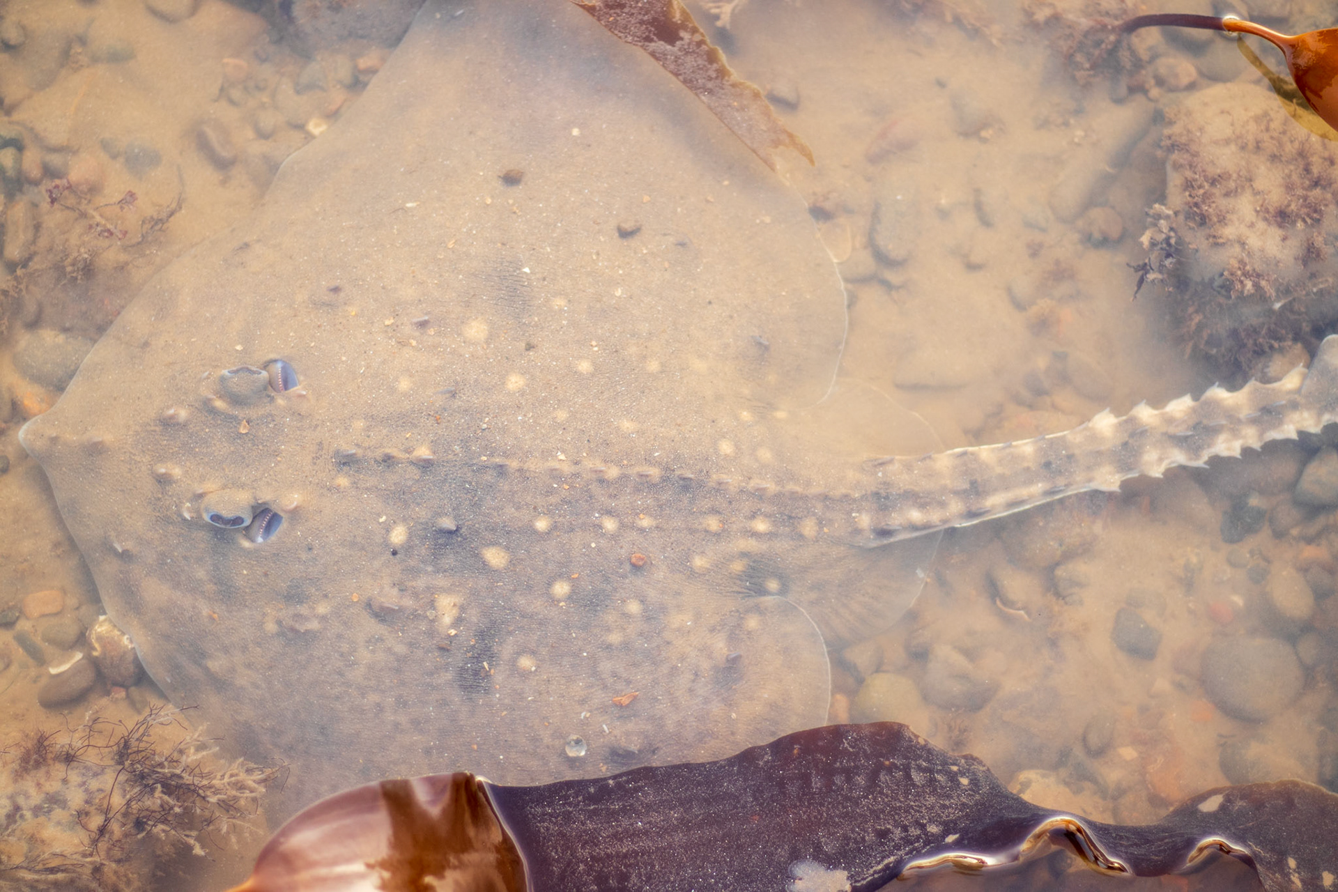 Thornback Ray