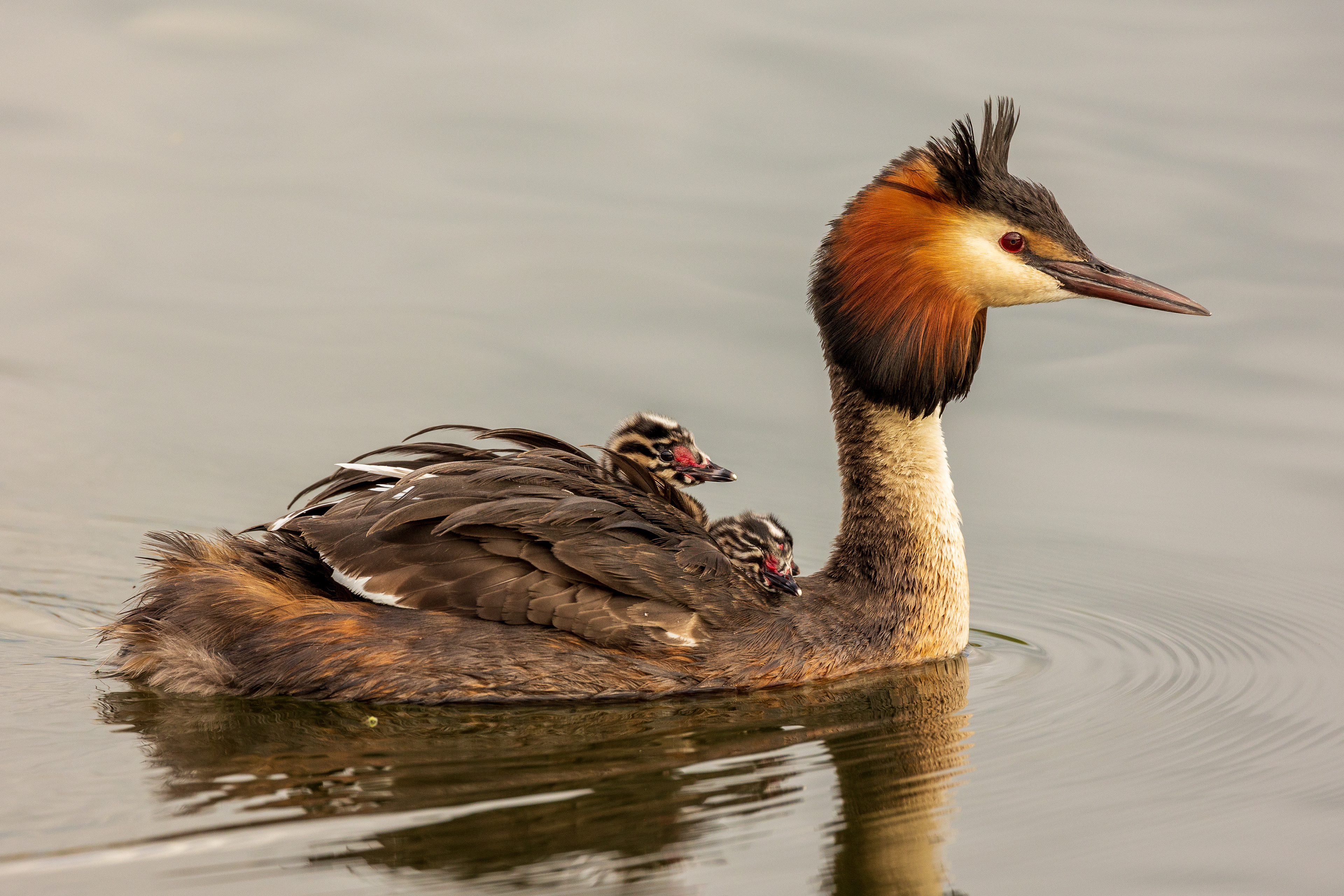 Grebe